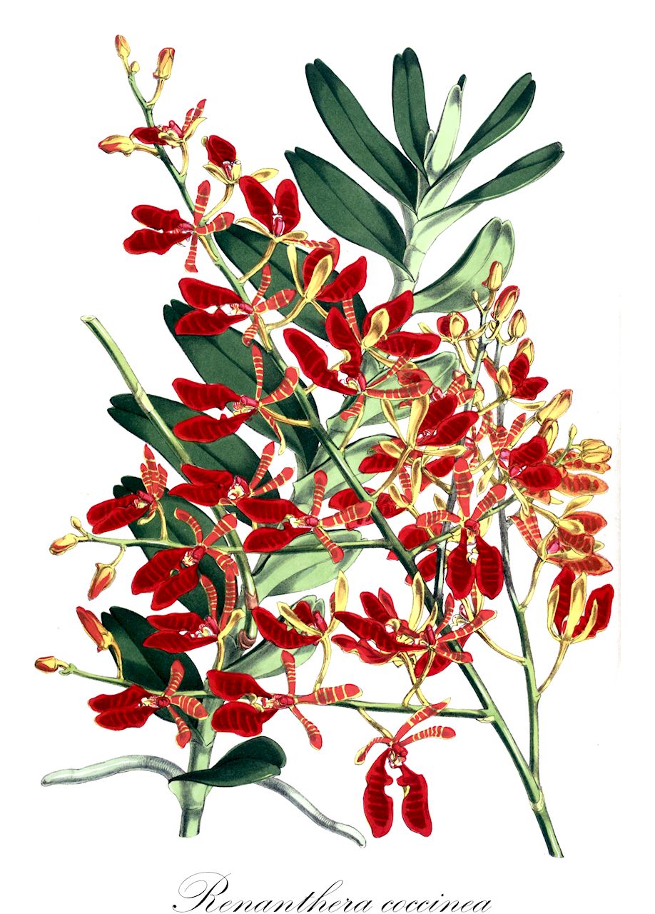 Renanthera coccinea - Orchidaceae,Plantae,Pteridobiotina,Angiosperms,Asparagales,Orchidaceae,Renanthera,Renanthera coccinea,Epidendrum renanthera