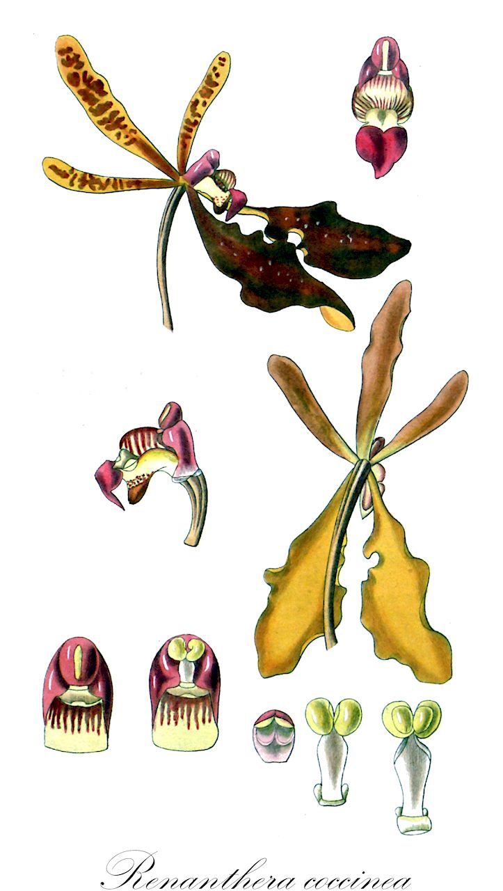 Renanthera coccinea - Orchidaceae,Plantae,Pteridobiotina,Angiosperms,Asparagales,Orchidaceae,Renanthera,Renanthera coccinea,Epidendrum renanthera