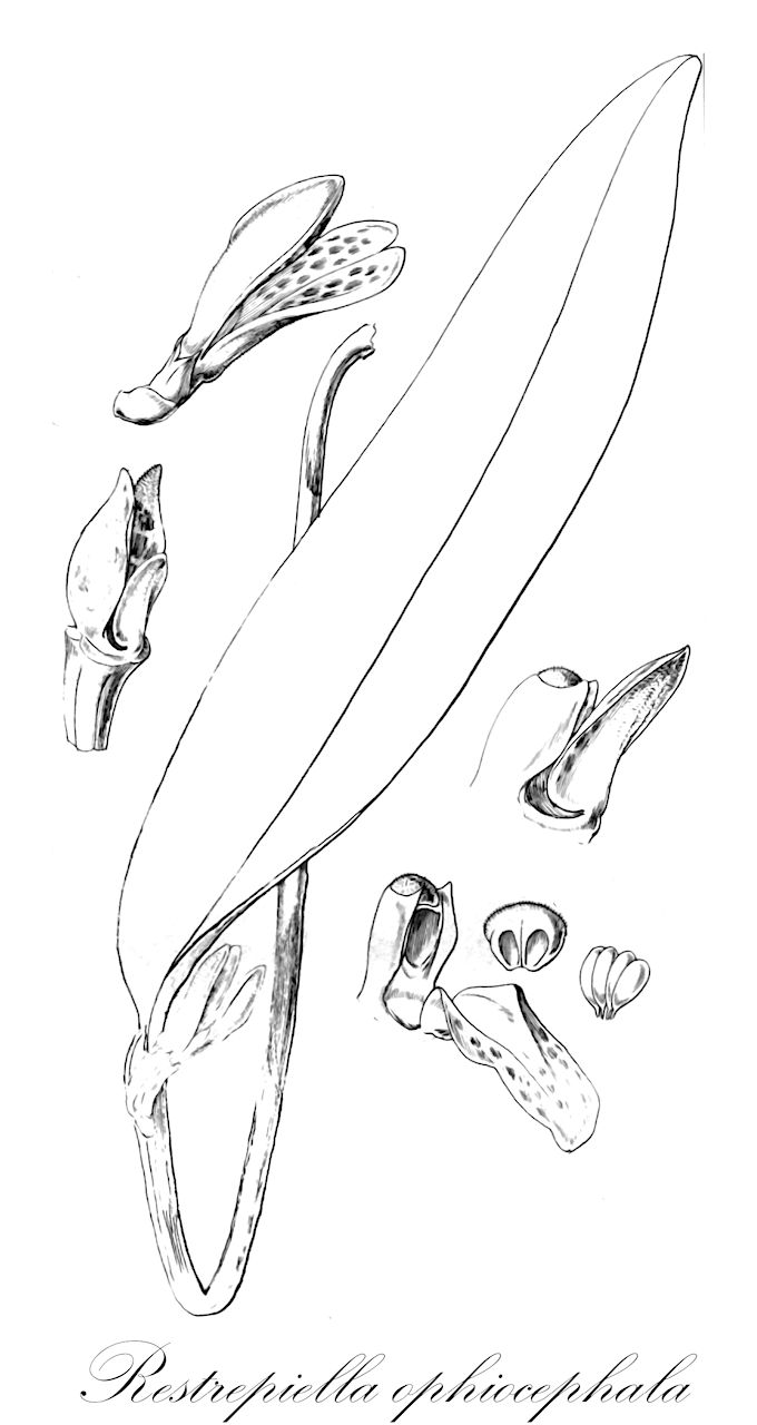Restrepiella ophiocephala - Orchidaceae,Plantae,Pteridobiotina,Angiosperms,Asparagales,Orchidaceae,Restrepiella,Restrepiella ophiocephala,Pleurothallis ophiocephala, Pleurothallis peduncularis, Pleurothallis puberula, Pleurothallis stigmatoglossa, Restrepia ophiocephala, Restrepiella guatemalensis, Restrepiella lueri, Restrepiella ophiocephala f. clausa
