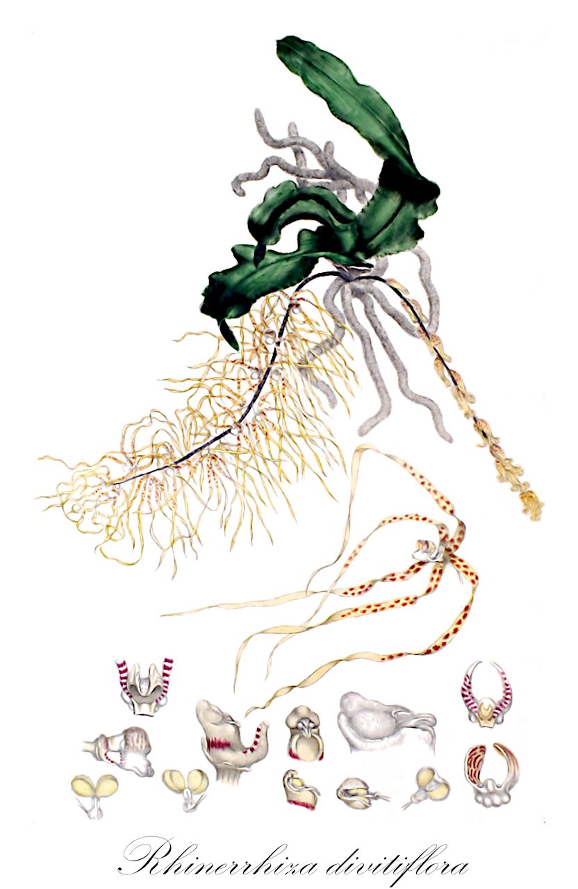 Rhinerrhiza divitiflora - Orchidaceae,Plantae,Pteridobiotina,Angiosperms,Asparagales,Orchidaceae,Rhinerrhiza,Rhinerrhiza divitiflora,Rhinerrhiza freemanii, Sarcochilus divitiflorus, Sarcochilus freemanii, Sarcochilus freemanii, Thrixspermum divitiflorum, Thrixspermum freemanii