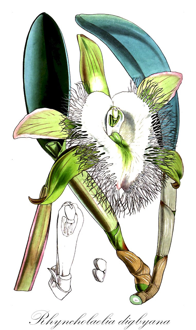 Rhyncholaelia digbyana - Orchidaceae,Plantae,Pteridobiotina,Angiosperms,Asparagales,Orchidaceae,Rhyncholaelia,Rhyncholaelia digbyana,Bletia digbyana, Brassavola digbyana, Brassavola digbyana f. fimbripetala, Brassavola digbyana var. fimbripetala, Cattleya digbyana, Laelia digbyana, Laelia digbyana, Laelia digbyana var. fimbripetala