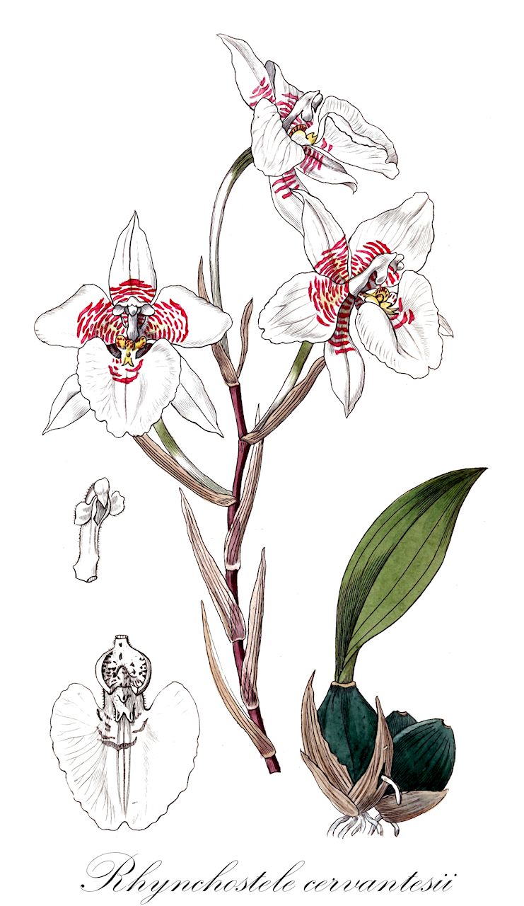 Rhynchostele cervantesii - Orchidaceae,Plantae,Pteridobiotina,Angiosperms,Asparagales,Orchidaceae,Rhynchostele,Rhynchostele cervantesii,Amparoa cervantesii, Cymbiglossum cervantesii, Lemboglossum cervantesii, Odontoglossum cervantesii, Oncidium cervantesii