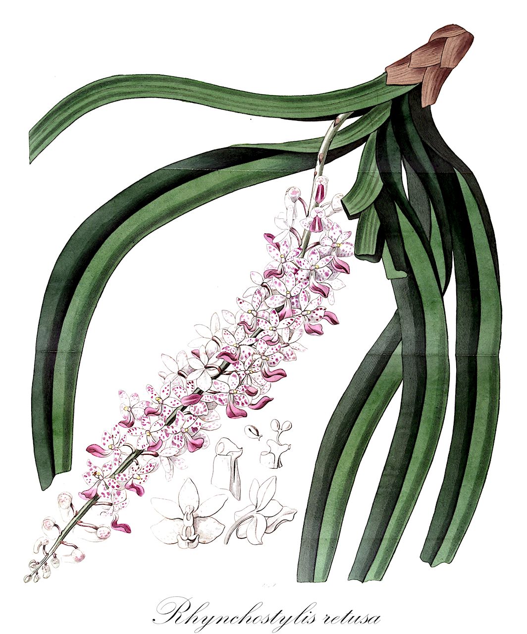 Rhynchostylis retusa - Orchidaceae,Plantae,Pteridobiotina,Angiosperms,Asparagales,Orchidaceae,Rhynchostylis,Rhynchostylis retusa,Aerides guttata, Aerides praemorsa, Aerides retusa, Aerides spicata, Aerides undulata, Aerides undulatum, Epidendrum hippium, Epidendrum indicum, Epidendrum retusum, Gastrochilus blumei, Gastrochilus garwalicus, Gastrochilus retusus, Gastrochilus retusus, Gastrochilus rheedei, Gastrochilus spicatus, Limodorum retusum, Orchis lanigera, Rhynchostylis albiflora, Rhynchostylis gurwalica, Rhynchostylis guttata, Rhynchostylis praemorsa, Rhynchostylis retusa f. albiflora, Saccolabium blumei, Saccolabium blumei var. majus, Saccolabium furcatum, Saccolabium gurwalicum, Saccolabium guttatum, Saccolabium guttatum, Saccolabium guttatum var. giganteum, Saccolabium guttatum var. holfordii, Saccolabium heathii, Saccolabium heathii, Saccolabium macrostachyum, Saccolabium praemorsum, Saccolabium retusum, Saccolabium rheedei, Saccolabium spicatum, Sarcanthus guttatus