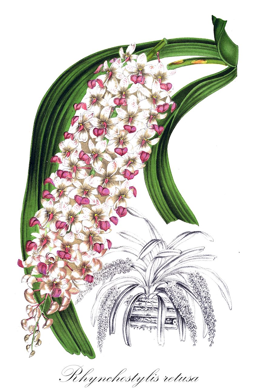 Rhynchostylis retusa - Orchidaceae,Plantae,Pteridobiotina,Angiosperms,Asparagales,Orchidaceae,Rhynchostylis,Rhynchostylis retusa,Aerides guttata, Aerides praemorsa, Aerides retusa, Aerides spicata, Aerides undulata, Aerides undulatum, Epidendrum hippium, Epidendrum indicum, Epidendrum retusum, Gastrochilus blumei, Gastrochilus garwalicus, Gastrochilus retusus, Gastrochilus retusus, Gastrochilus rheedei, Gastrochilus spicatus, Limodorum retusum, Orchis lanigera, Rhynchostylis albiflora, Rhynchostylis gurwalica, Rhynchostylis guttata, Rhynchostylis praemorsa, Rhynchostylis retusa f. albiflora, Saccolabium blumei, Saccolabium blumei var. majus, Saccolabium furcatum, Saccolabium gurwalicum, Saccolabium guttatum, Saccolabium guttatum, Saccolabium guttatum var. giganteum, Saccolabium guttatum var. holfordii, Saccolabium heathii, Saccolabium heathii, Saccolabium macrostachyum, Saccolabium praemorsum, Saccolabium retusum, Saccolabium rheedei, Saccolabium spicatum, Sarcanthus guttatus