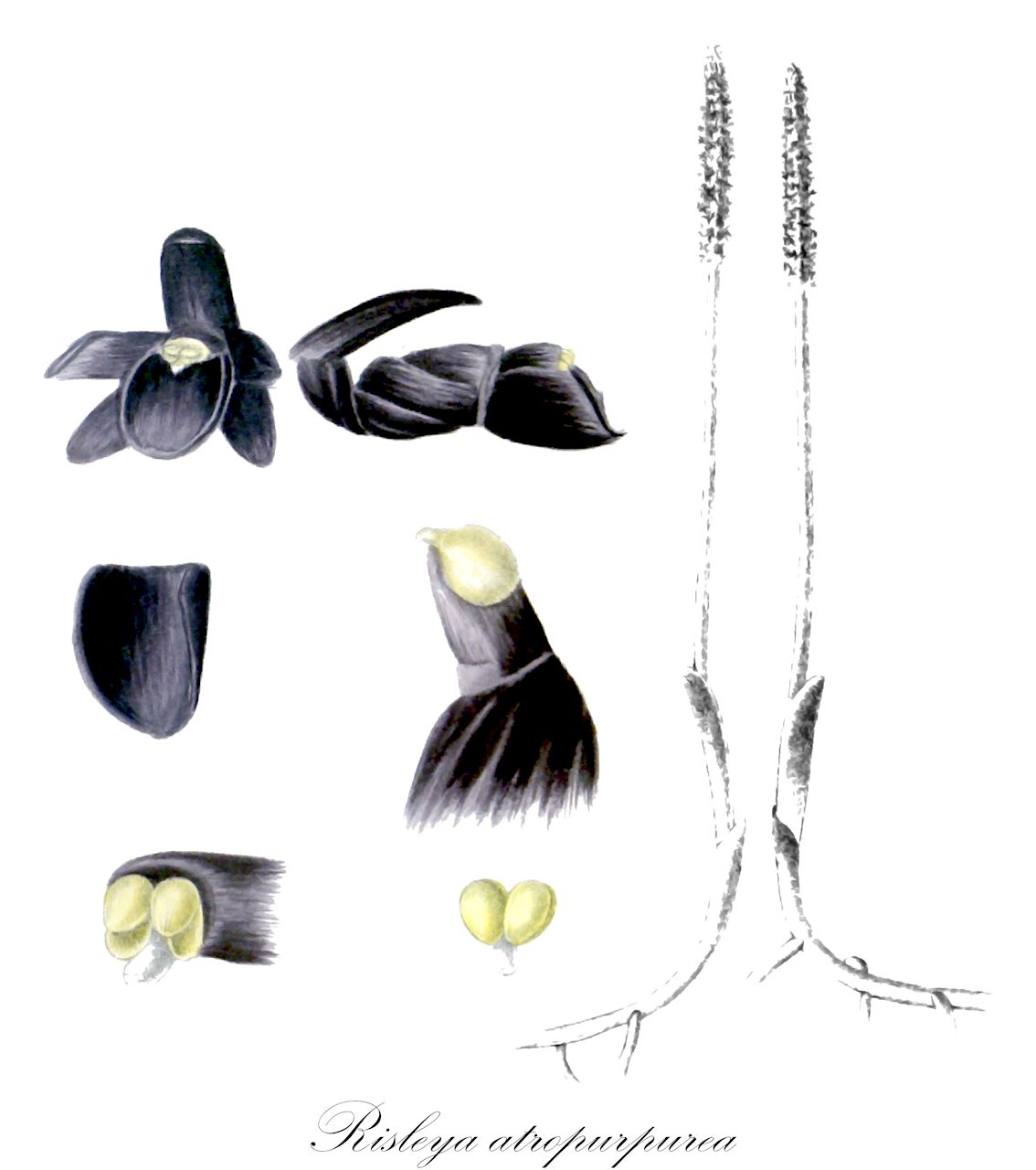 Risleya atropurpurea - Orchidaceae,Plantae,Pteridobiotina,Angiosperms,Asparagales,Orchidaceae,Risleya,Risleya atropurpurea