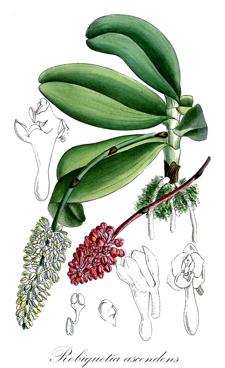 Robiquetia ascendens - Orchidaceae,Plantae,Pteridobiotina,Angiosperms,Asparagales,Orchidaceae,Robiquetia,Robiquetia ascendens,Gastrochilus adscendens, Robiquetia mooreana, Saccolabium ascendens, Saccolabium bagnoliana, Saccolabium kerstingianum, Saccolabium mooreanum, Saccolabium mooreanum var. candidulum, Saccolabium sanderianum, Saccolabium sayerianum