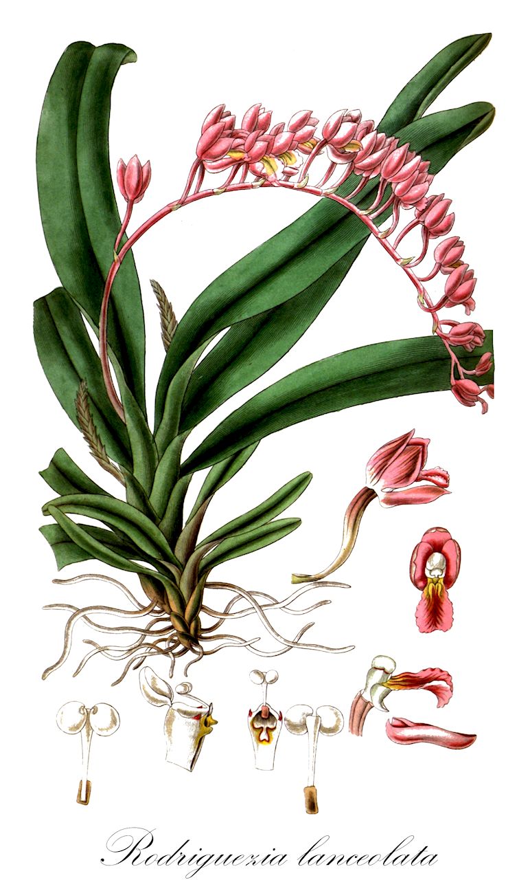 Rodriguezia lanceolata - Orchidaceae,Plantae,Pteridobiotina,Angiosperms,Asparagales,Orchidaceae,Rodriguezia,Rodriguezia lanceolata,Burlingtonia rosea, Burlingtonia rosea, Pleurothallis coccinea, Rodriguezia secunda, Rodriguezia secunda var. panamensis