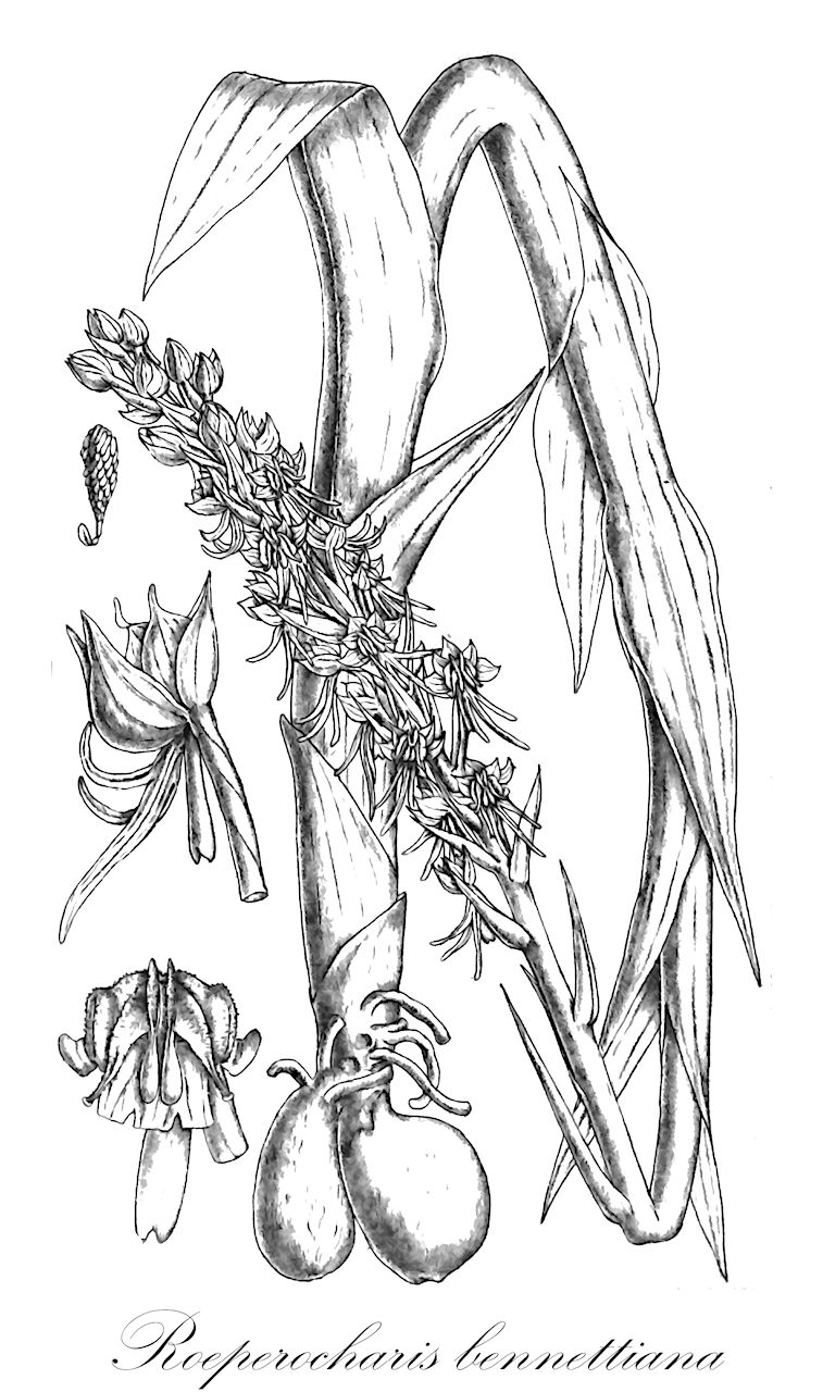 Roeperocharis bennettiana - Orchidaceae,Plantae,Pteridobiotina,Angiosperms,Asparagales,Orchidaceae,Roeperocharis,Roeperocharis bennettiana,Habenaria bennettiana, Roeperocharis elata