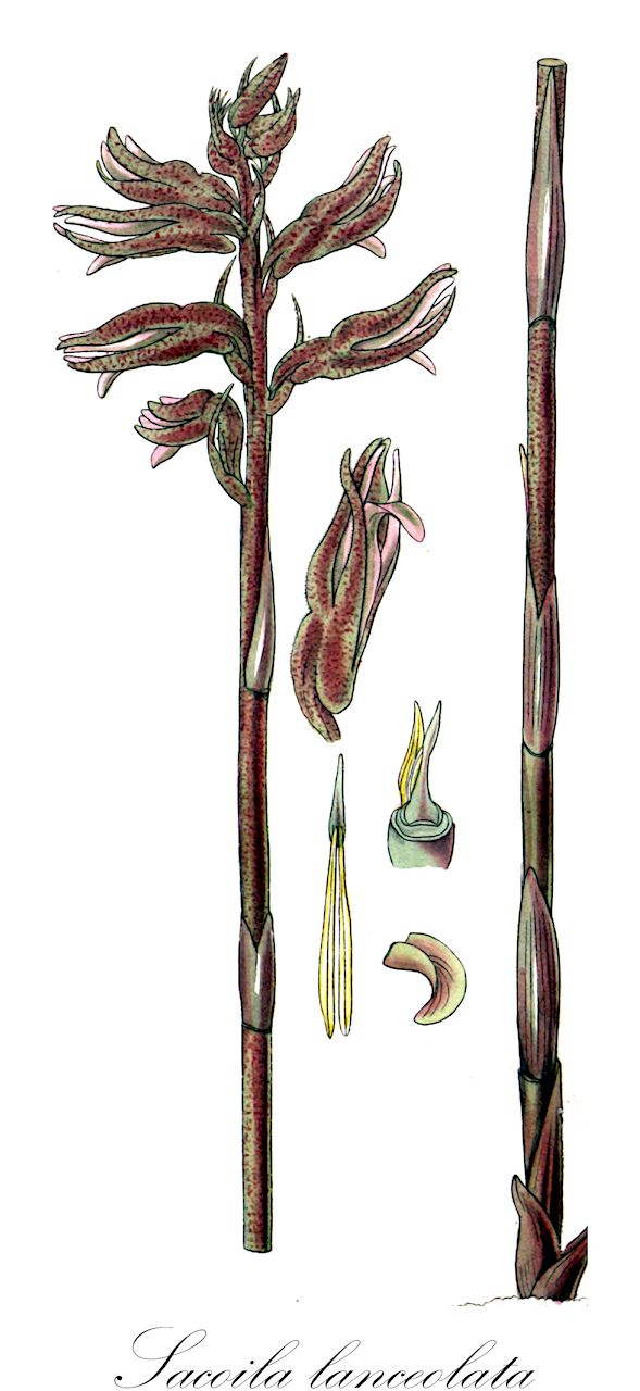 Sacoila lanceolata - Orchidaceae,Plantae,Pteridobiotina,Angiosperms,Asparagales,Orchidaceae,Sacoila,Sacoila lanceolata,Gyrostachys aphylla, Gyrostachys lanceolata, Gyrostachys orchiodes, Gyrostachys orchioides, Gyrostachys stenorhynchus, Ibidium crystalligerum, Limodorum lanceolatum, Neottia amphylla, Neottia aphylla, Neottia lanceolata, Neottia orchioides, Neottia plantaginea, Pachygenium aphyllum, Pelexia aphylla, Pelexia tomentosa, Sacoila apetala, Sacoila lanceolata f. albidaviridis, Sacoila lanceolata f. luteoalba, Sacoila lanceolata var. australis, Sacoila lanceolata var. lanceolata, Sacoila lanceolata var. luteoalba, Sacoila lanceolata var. paludicola, Sacoila lanceolata var. secundiflora, Sacoila lurida, Sacoila paludicola, Sacoila riograndensis, Sacoila secundiflora, Satyrium orchioides, Serapias aphylla, Serapias coccinea, Serapias neottia, Serapias tomentosa, Skeptrostachys sancti-jacobi, Spiranthes jaliscana, Spiranthes lanceolata, Spiranthes lanceolata var. luteoalba, Spiranthes lanceolata var. paludicola, Spiranthes orchioides, Stenorrhynchos apetalum, Stenorrhynchos aphyllum, Stenorrhynchos aphyllus, Stenorrhynchos australe, Stenorrhynchos australe var. luteoalbum, Stenorrhynchos australis, Stenorrhynchos cinnabarinum var. luteoalbum, Stenorrhynchos cinnabarinum var. luteoalbus, Stenorrhynchos cinnabarinum var. paludicola, Stenorrhynchos coccineum, Stenorrhynchos guatemalense, Stenorrhynchos jaliscanum, Stenorrhynchos lanceolatum, Stenorrhynchos lanceolatum, Stenorrhynchos lanceolatum var. luteoalbum, Stenorrhynchos lanceolatum var. paludicola, Stenorrhynchos lanceolatum var. paludicolum, Stenorrhynchos orchioides, Stenorrhynchos orchioides var. australe, Stenorrhynchos orchioides var. plantagineum, Stenorrhynchos riograndense, Stenorrhynchos riograndensis, Stenorrhynchos sancti-antonii, Stenorrhynchos sancti-jacobi, Stenorrhynchos secundiflorum,leafless beaked orchid