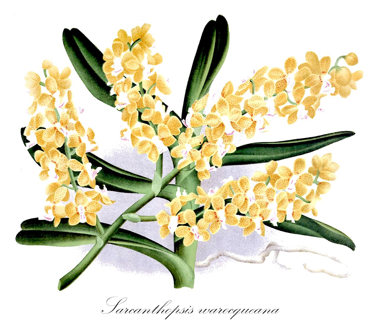 Sarcanthopsis warocqueana - Orchidaceae,Plantae,Pteridobiotina,Angiosperms,Asparagales,Orchidaceae,Sarcanthopsis,Sarcanthopsis warocqueana,Stauropsis warocqueana, Stauropsis warocqueara, Vandopsis warocqueana