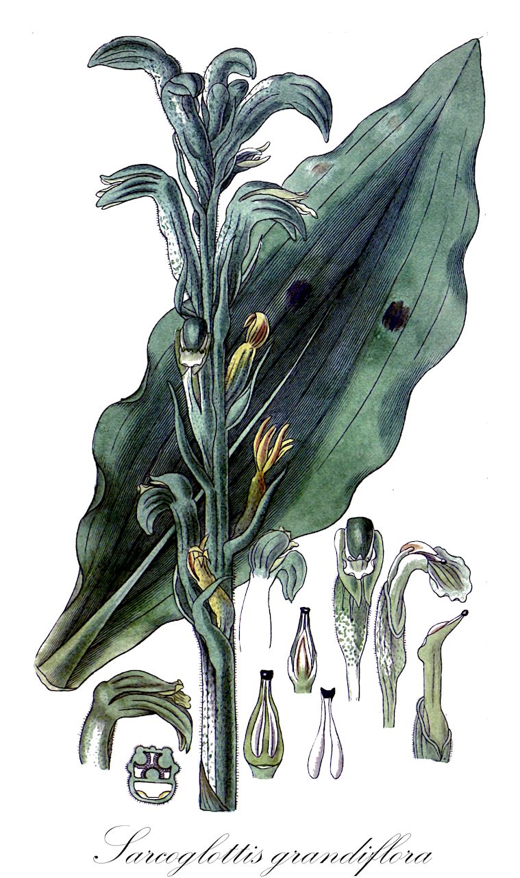 Sarcoglottis grandiflora - Orchidaceae,Plantae,Pteridobiotina,Angiosperms,Asparagales,Orchidaceae,Sarcoglottis,Sarcoglottis grandiflora,Dothilis grandiflora, Dottulis grandiflora, Gyrostachys grandiflora, Neottia grandiflora, Neottia macrantha, Neottia viridis, Sarcoglottis acaulis var. grandiflora, Spiranthes acaulis var. grandiflora, Spiranthes grandiflora, Spiranthes picta var. grandiflora