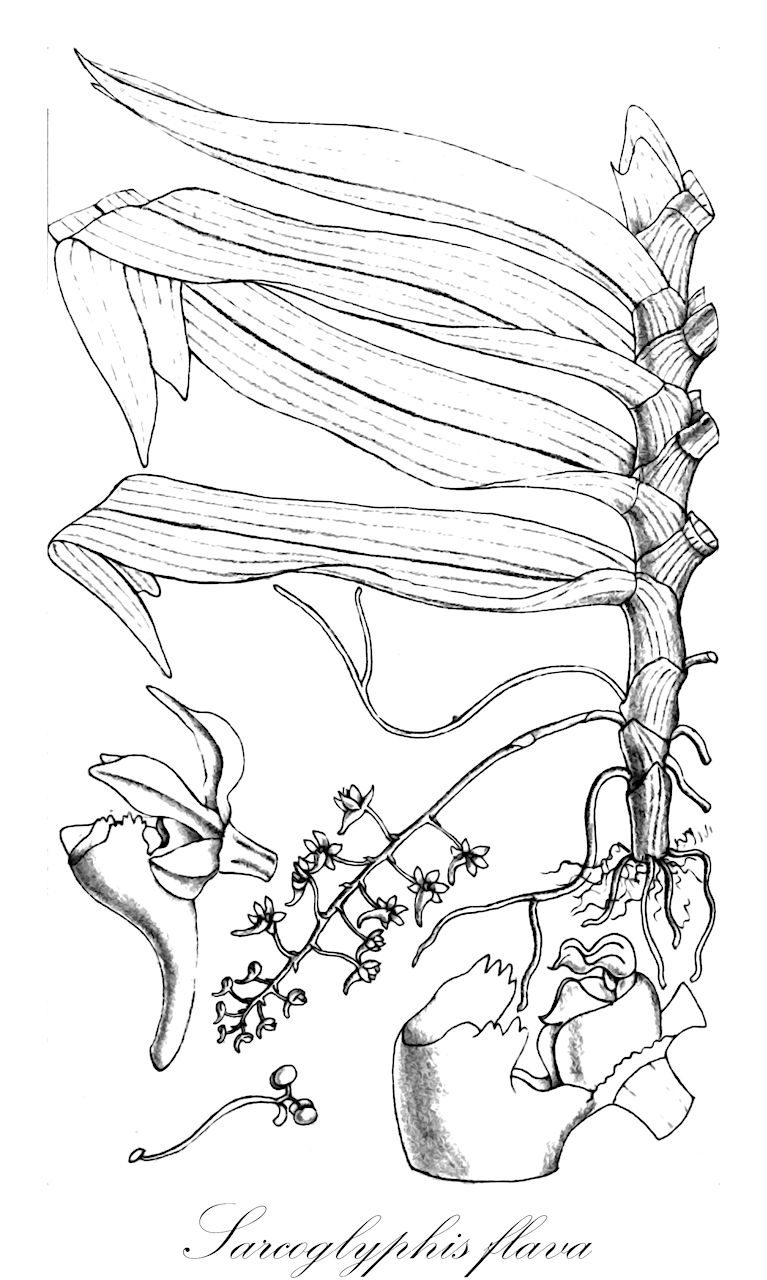 Sarcoglyphis flava - Orchidaceae,Plantae,Pteridobiotina,Angiosperms,Asparagales,Orchidaceae,Sarcoglyphis,Sarcoglyphis flava,Gastrochilus flavus, Saccolabium flavum, Sarcanthus flavus