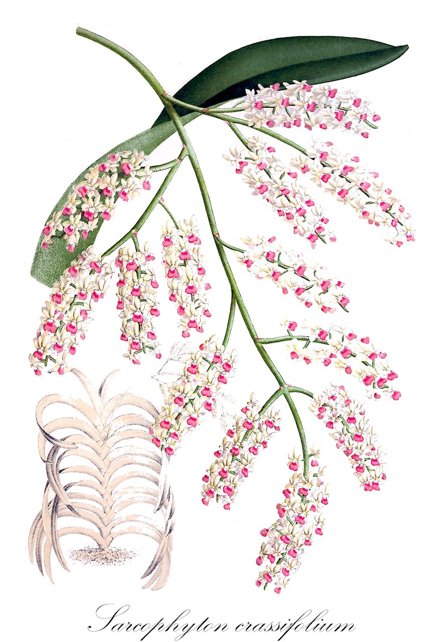Sarcophyton crassifolium - Orchidaceae,Plantae,Pteridobiotina,Angiosperms,Asparagales,Orchidaceae,Sarcophyton,Sarcophyton crassifolium,Acampe crassifolia, Cleisostoma crassifolium, Sarcanthus crassifolius