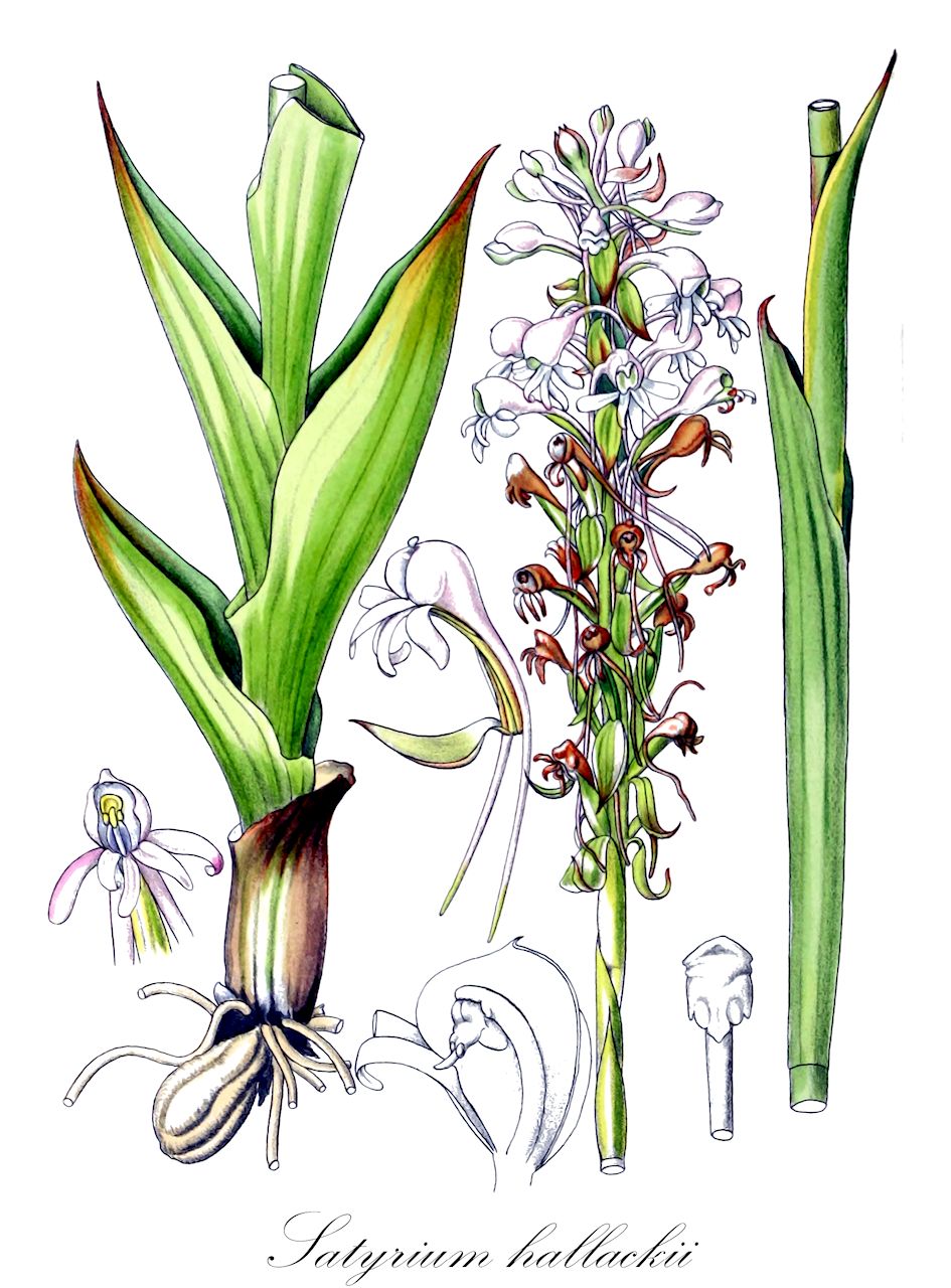 Satyrium hallackii - Orchidaceae,Plantae,Pteridobiotina,Angiosperms,Asparagales,Orchidaceae,Satyrium,Satyrium hallackii