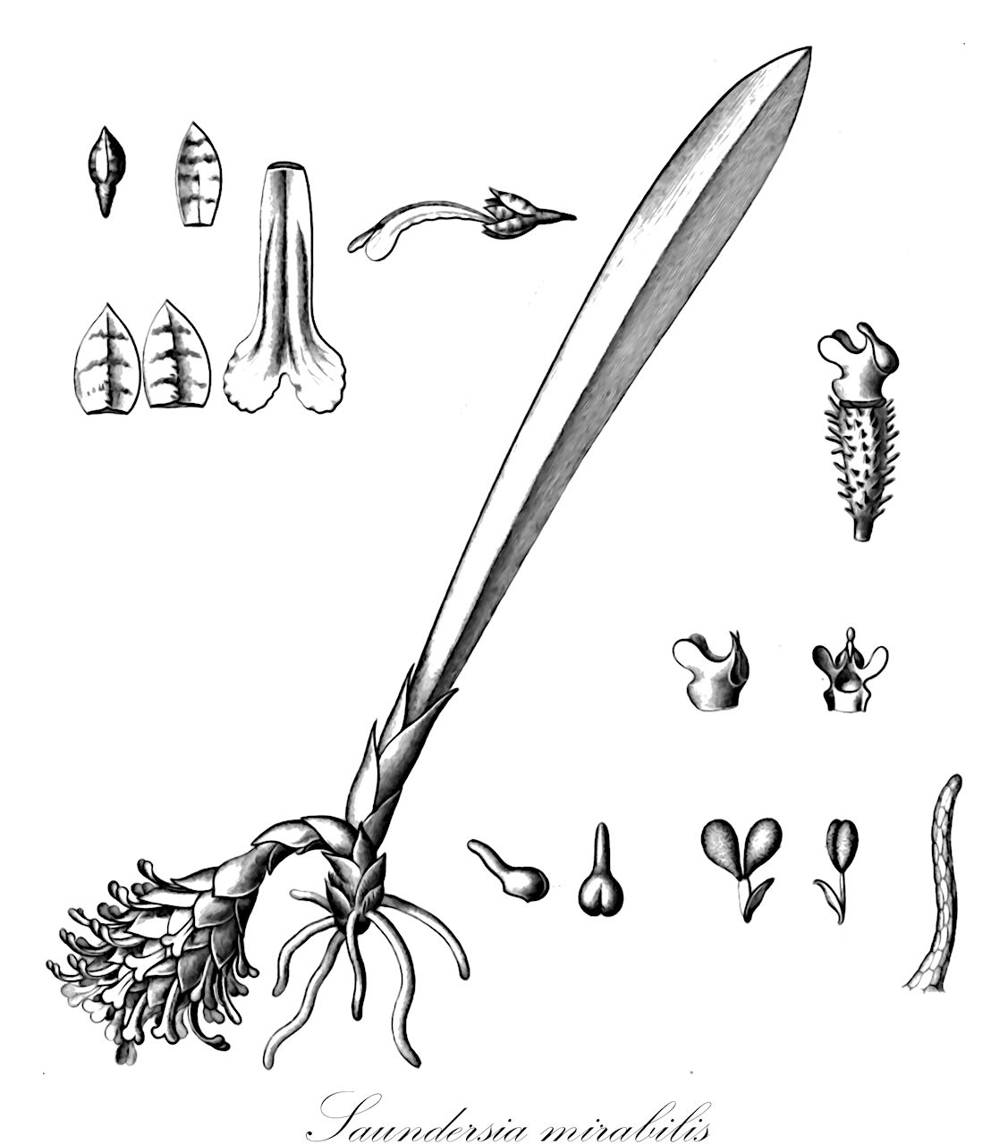 Saundersia mirabilis - Orchidaceae,Plantae,Pteridobiotina,Angiosperms,Asparagales,Orchidaceae,Saundersia,Saundersia mirabilis