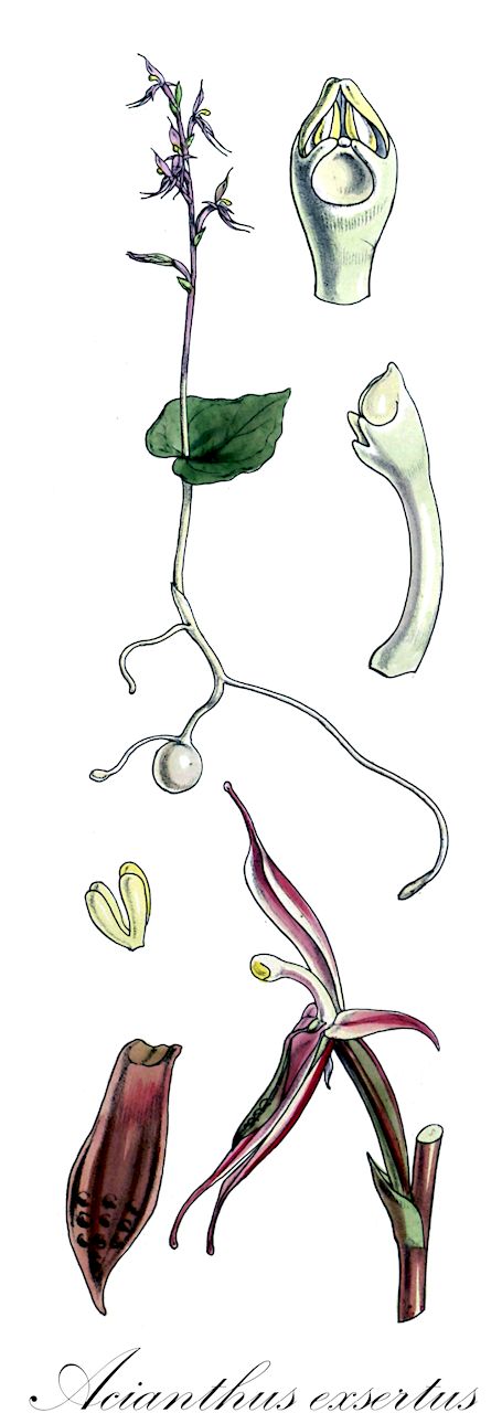 Acianthus exsertus - Orchidaceae,Plantae,Pteridobiotina,Angiosperms,Asparagales,Orchidaceae,Acianthus,Acianthus exsertus,Epipactis exserta