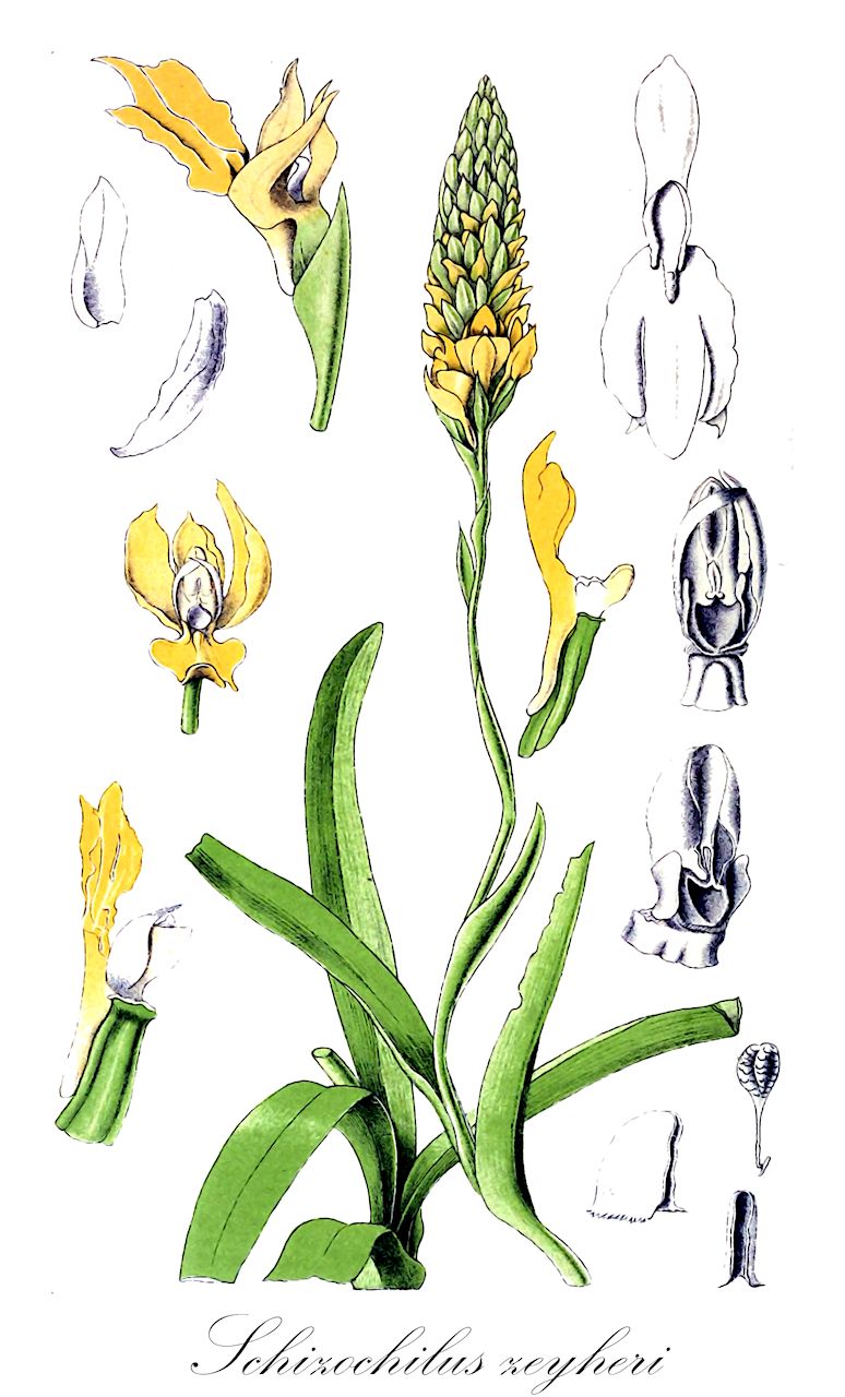 Schizochilus zeyheri - Orchidaceae,Plantae,Pteridobiotina,Angiosperms,Asparagales,Orchidaceae,Schizochilus,Schizochilus zeyheri,Brachycorythis zeyheri, Gymnadenia zeyheri, Platanthera zeyheri, Schizochilus bolusii, Schizochilus caffrus, Schizochilus clavatus, Schizochilus grandiflorus, Schizochilus grandiflorus var. crenulatus, Schizochilus huttonae, Schizochilus rehmannii, Schizochilus rudatisii, Schizochilus sandersonii, Schizochilus strictus, Schizochilus trilobus, Schizochilus woodii