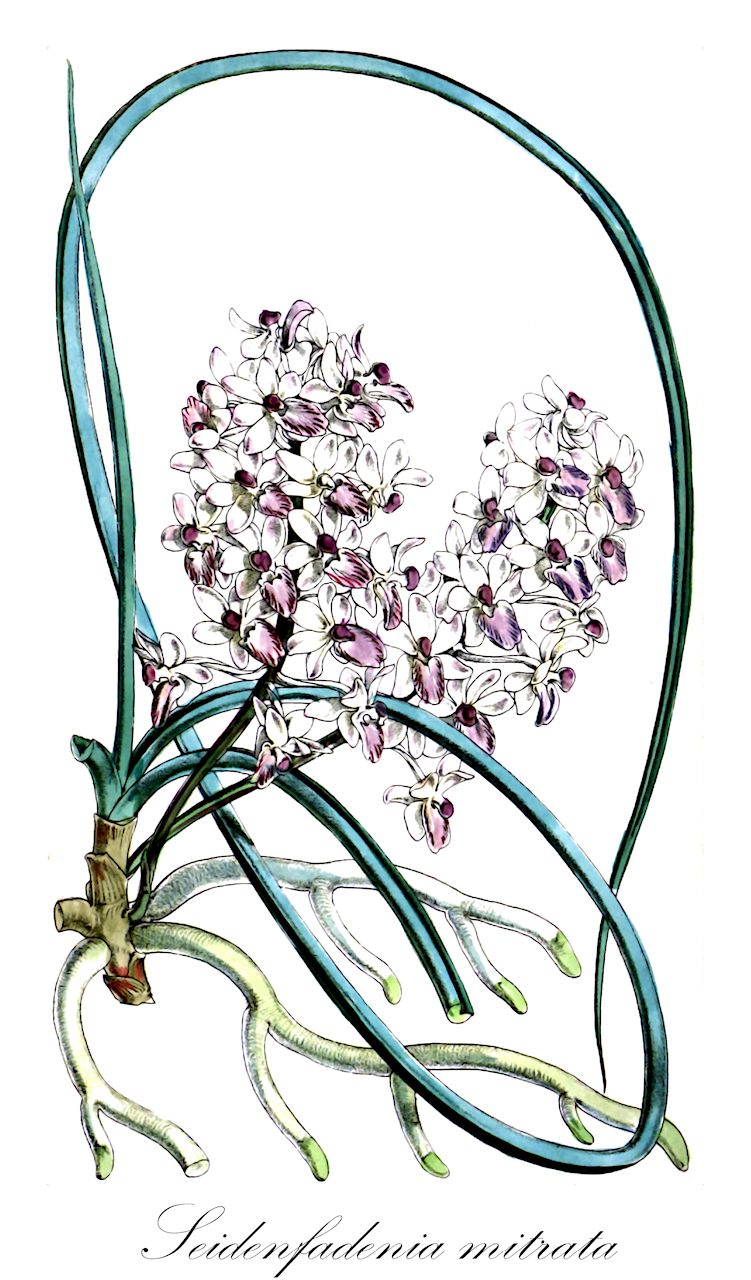 Seidenfadenia mitrata - Orchidaceae,Plantae,Pteridobiotina,Angiosperms,Asparagales,Orchidaceae,Seidenfadenia,Seidenfadenia mitrata,Aerides mitrata