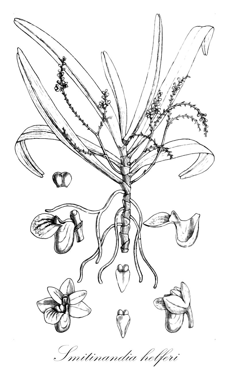 Smitinandia helferi - Orchidaceae,Plantae,Pteridobiotina,Angiosperms,Asparagales,Orchidaceae,Smitinandia,Smitinandia helferi,Gastrochilus helferi, Saccolabium helferi, Saccolabium humile, Smitinandia humilis