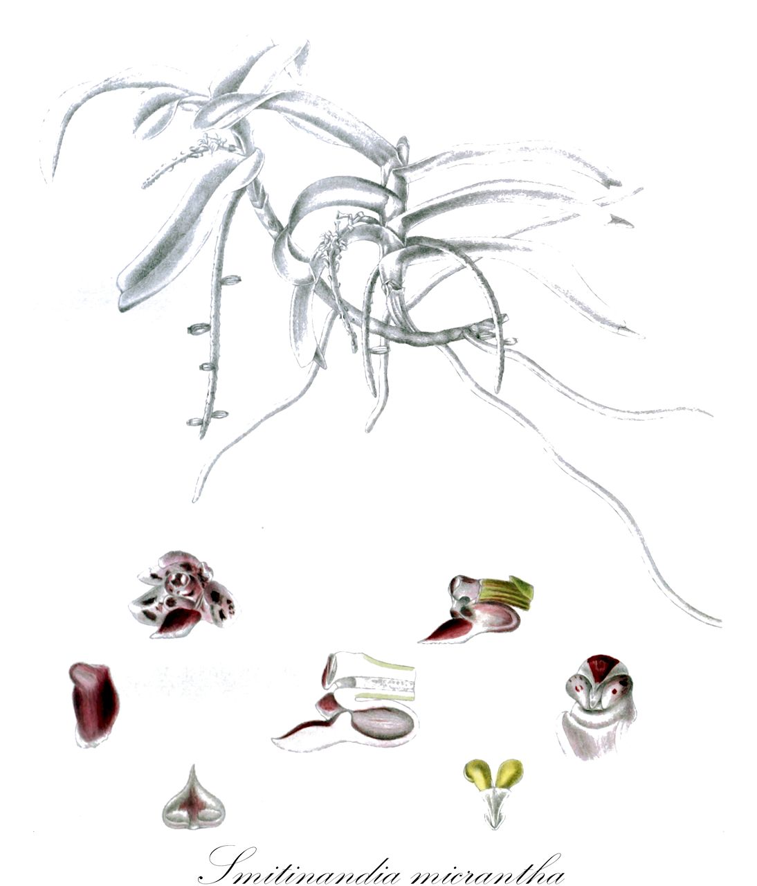 Smitinandia micrantha - Orchidaceae,Ceratochilus micranthus, Cleisostoma micranthum, Cleisostoma petitiana, Cleisostoma poilanei, Cleisostoma tixieri, Gastrochilus parviflorus, Pomatocalpa poilanei, Saccolabium fissum, Saccolabium micranthum, Uncifera albiflora,Plantae,Pteridobiotina,Angiosperms,Asparagales,Orchidaceae,Smitinandia,Smitinandia micrantha