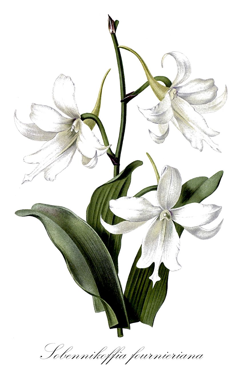 Sobennikoffia fournieriana - Orchidaceae,Plantae,Pteridobiotina,Angiosperms,Asparagales,Orchidaceae,Sobennikoffia,Sobennikoffia fournieriana,Angraecum fournierianum