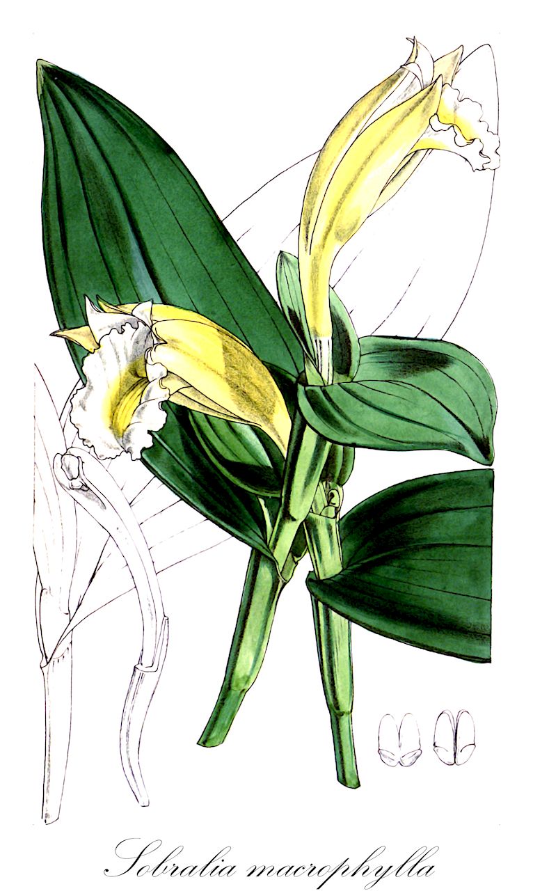 Sobralia macrophylla - Orchidaceae,Plantae,Pteridobiotina,Angiosperms,Asparagales,Orchidaceae,Sobralia,Sobralia macrophylla,Cattleya chlorantha, Cyathoglottis macrantha, Sobralia aurantiaca, Sobralia chlorantha, Sobralia rolfeana