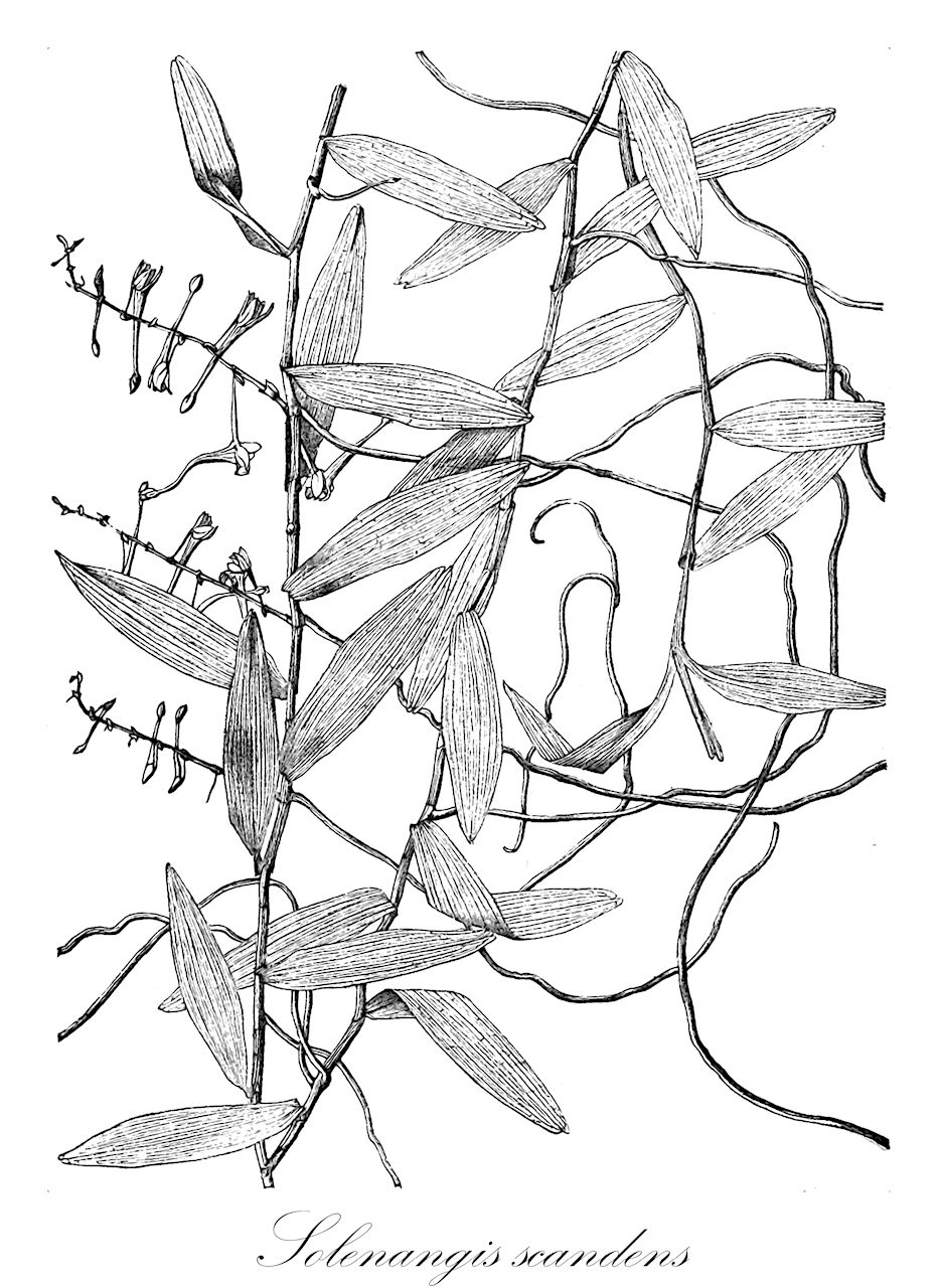 Solenangis scandens - Orchidaceae,Plantae,Pteridobiotina,Angiosperms,Asparagales,Orchidaceae,Solenangis,Solenangis scandens,Angraecum scandens