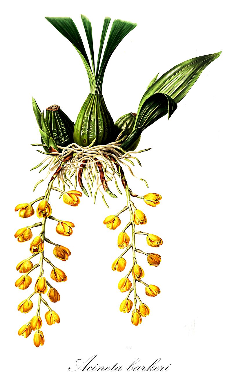 Acineta barkeri - Orchidaceae,Plantae,Pteridobiotina,Angiosperms,Asparagales,Orchidaceae,Acineta,Acineta barkeri,Acineta barkeri var. aurantiaca, Acineta confusa, Peristeria barkeri