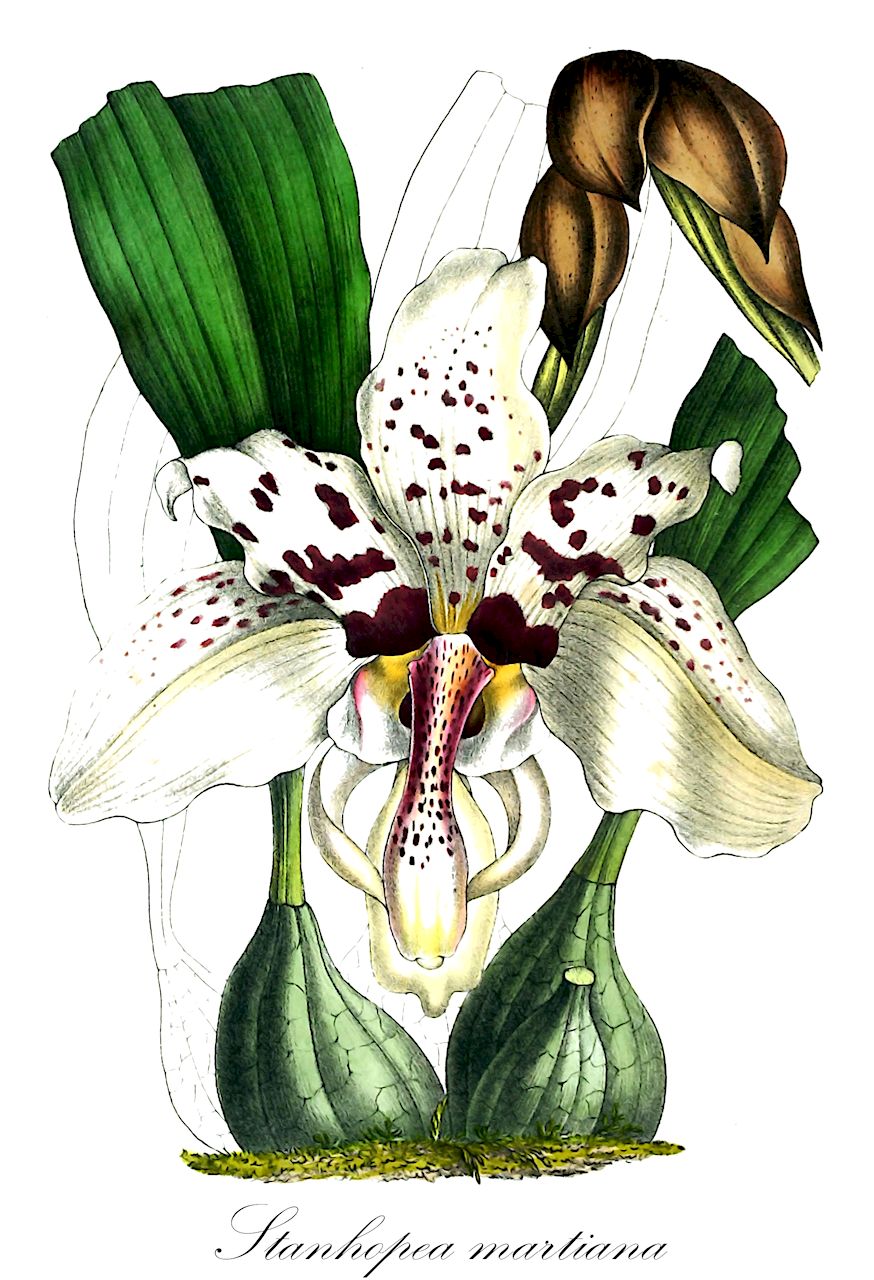Stanhopea martiana - Orchidaceae,Plantae,Pteridobiotina,Angiosperms,Asparagales,Orchidaceae,Stanhopea,Stanhopea martiana,Stanhopea implicata, Stanhopea martiana var. bicolor, Stanhopea uncinata, Stanhopea velata