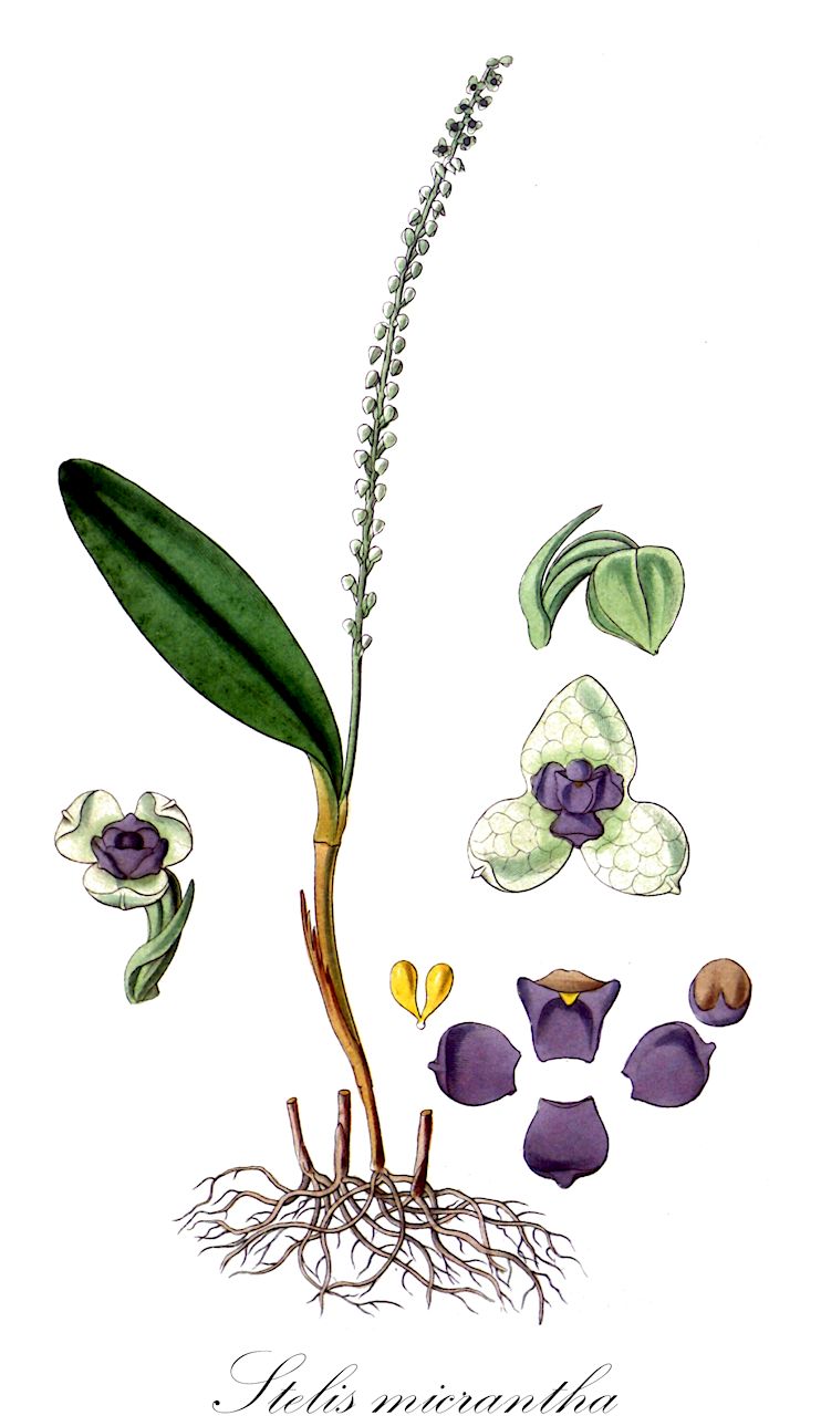 Stelis micrantha - Orchidaceae,Plantae,Pteridobiotina,Angiosperms,Asparagales,Orchidaceae,Stelis,Stelis micrantha,Dendrobium micranthum, Epidendrum micranthum, Stelis polystachya