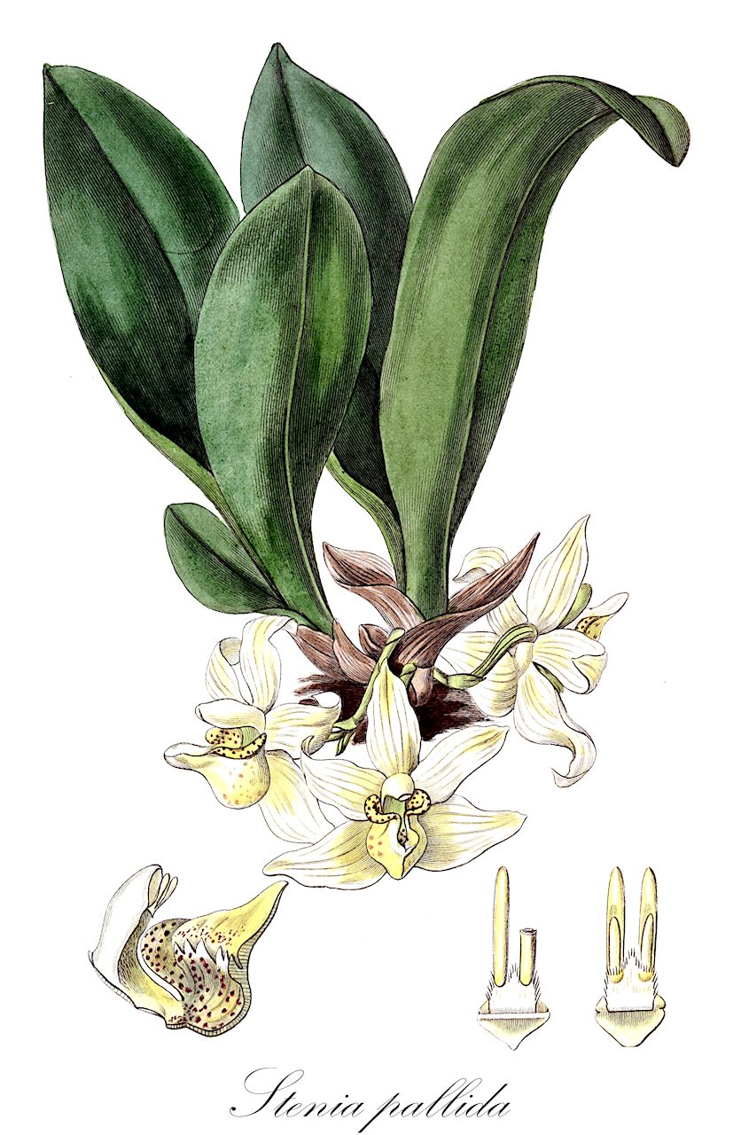 Stenia pallida - Orchidaceae,Plantae,Pteridobiotina,Angiosperms,Asparagales,Orchidaceae,Stenia,Stenia pallida