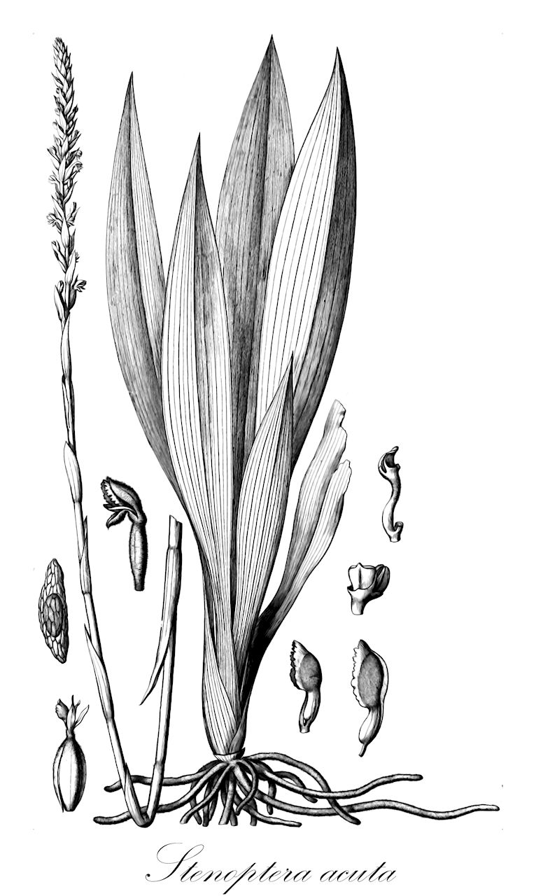 Stenoptera acuta - Orchidaceae,Plantae,Pteridobiotina,Angiosperms,Asparagales,Orchidaceae,Stenoptera,Stenoptera acuta,Stenoptera elata