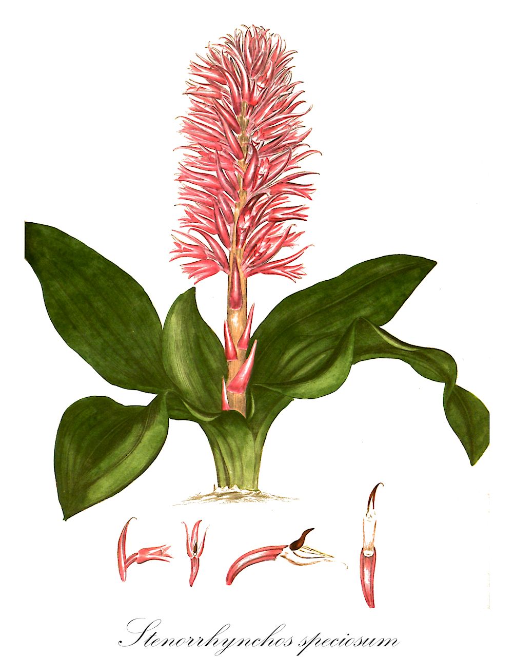 Stenorrhynchos speciosum - Orchidaceae,Plantae,Pteridobiotina,Angiosperms,Asparagales,Orchidaceae,Stenorrhynchos,Stenorrhynchos speciosum,Gyrostachys speciosa, Ibidium coloratum, Ibidium speciosum, Neottia speciosa, Serapias speciosa, Spiranthes colorans, Spiranthes colorata, Spiranthes nutans, Spiranthes richardi, Spiranthes speciosa, Spiranthes speciosa, Stenorrhynchos millei, Stenorrhynchos nutans, Stenorrhynchos speciosum var. nutans