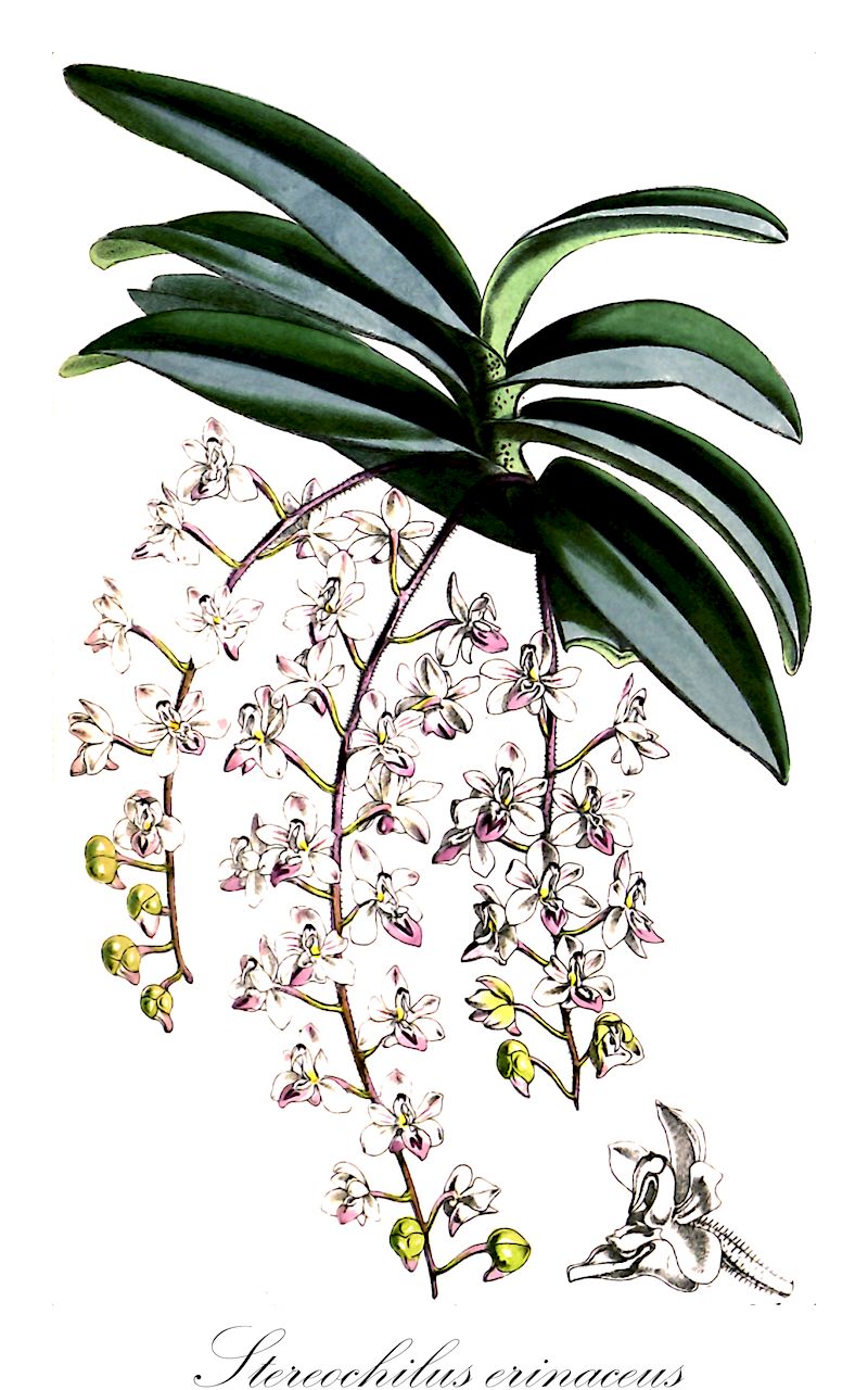 Stereochilus erinaceus - Orchidaceae,Plantae,Pteridobiotina,Angiosperms,Asparagales,Orchidaceae,Stereochilus,Stereochilus erinaceus,Aerides dasycarpum, Sarcanthus erinaceus, Sarcanthus stowellianus