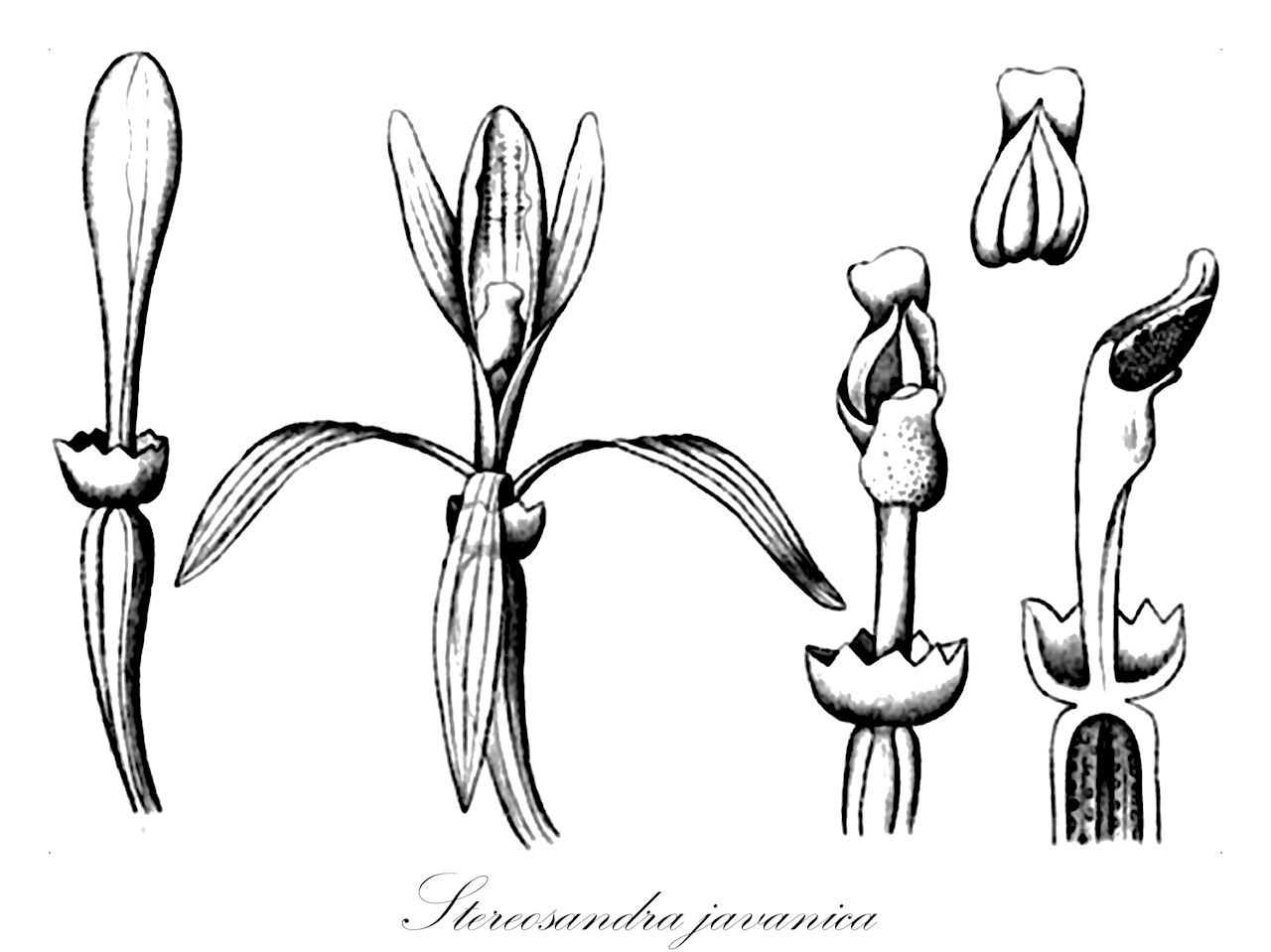 Stereosandra javanica - Orchidaceae,Stereosandra javanica var. papuana, Stereosandra koidzumiana, Stereosandra liukiuensis, Stereosandra pendula,Plantae,Pteridobiotina,Angiosperms,Asparagales,Orchidaceae,Stereosandra,Stereosandra javanica