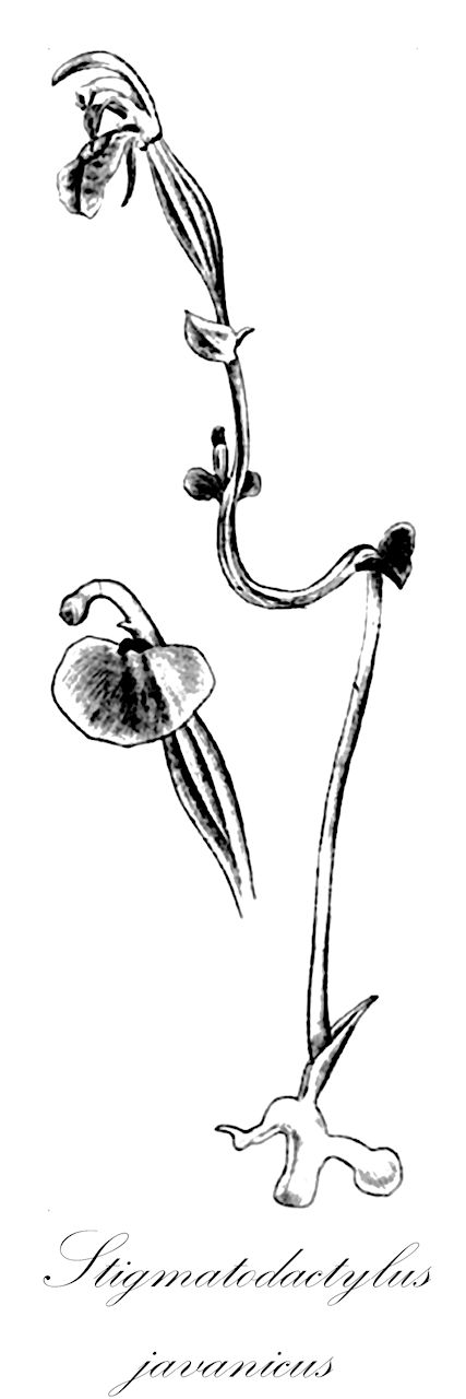 Stigmatodactylus javanicus - Orchidaceae,Pantlingia javanica,Plantae,Pteridobiotina,Angiosperms,Asparagales,Orchidaceae,Stigmatodactylus,Stigmatodactylus javanicus