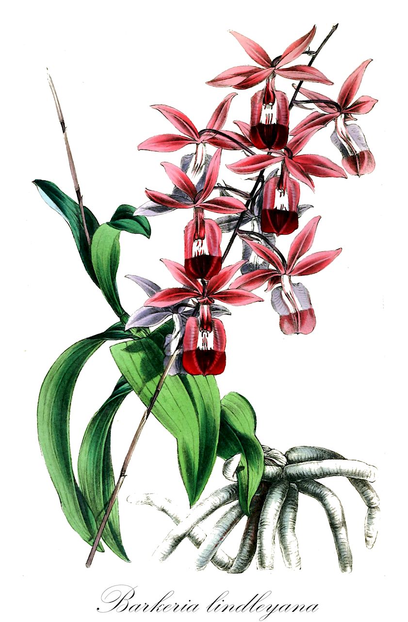 Barkeria lindleyana - Orchidaceae,Plantae,Pteridobiotina,Angiosperms,Asparagales,Orchidaceae,Barkeria,Barkeria lindleyana,Barkeria lindleyana var. centerae, Epidendrum lindleyanum, Epidendrum lindleyanum var. centerae