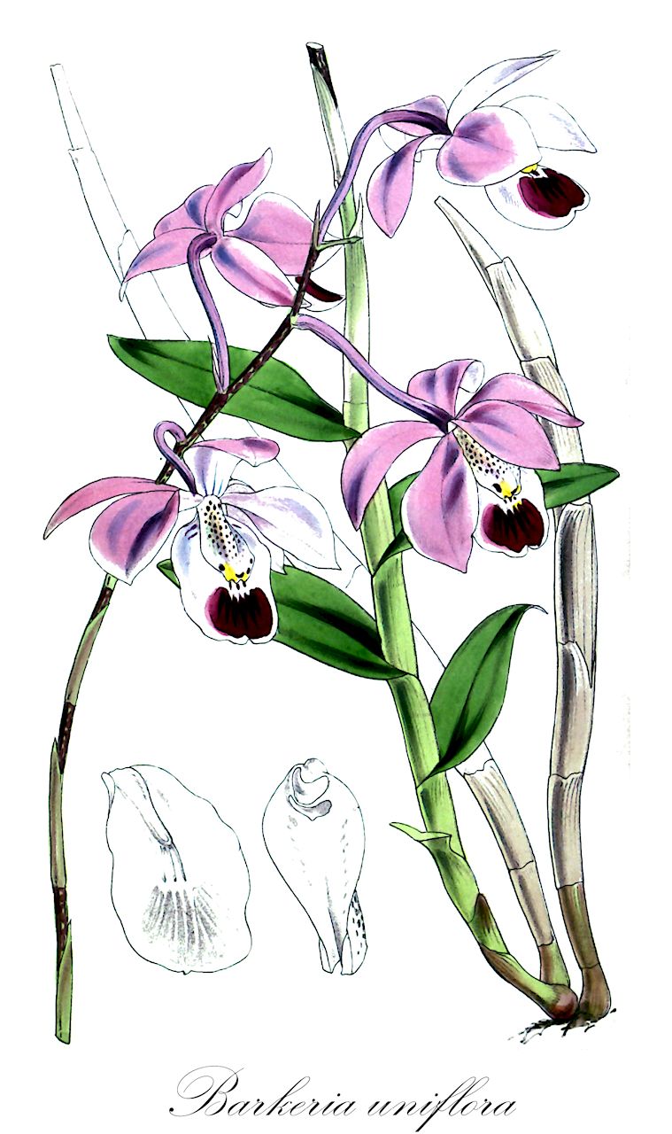 Barkeria uniflora - Orchidaceae,Plantae,Pteridobiotina,Angiosperms,Asparagales,Orchidaceae,Barkeria,Barkeria uniflora,Barkeria elegans, Epidendrum elegans, Pachyphyllum uniflorum