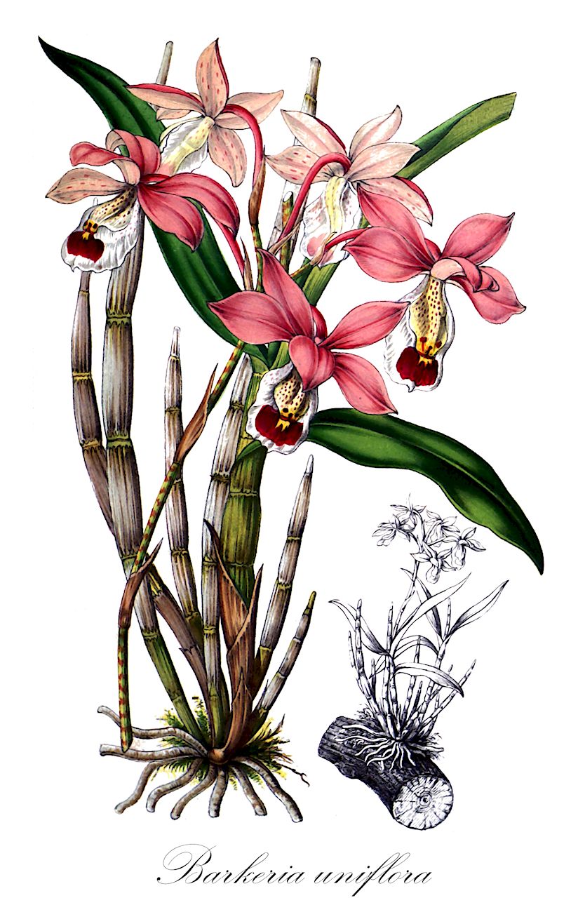 Barkeria uniflora - Orchidaceae,Plantae,Pteridobiotina,Angiosperms,Asparagales,Orchidaceae,Barkeria,Barkeria uniflora,Barkeria elegans, Epidendrum elegans, Pachyphyllum uniflorum