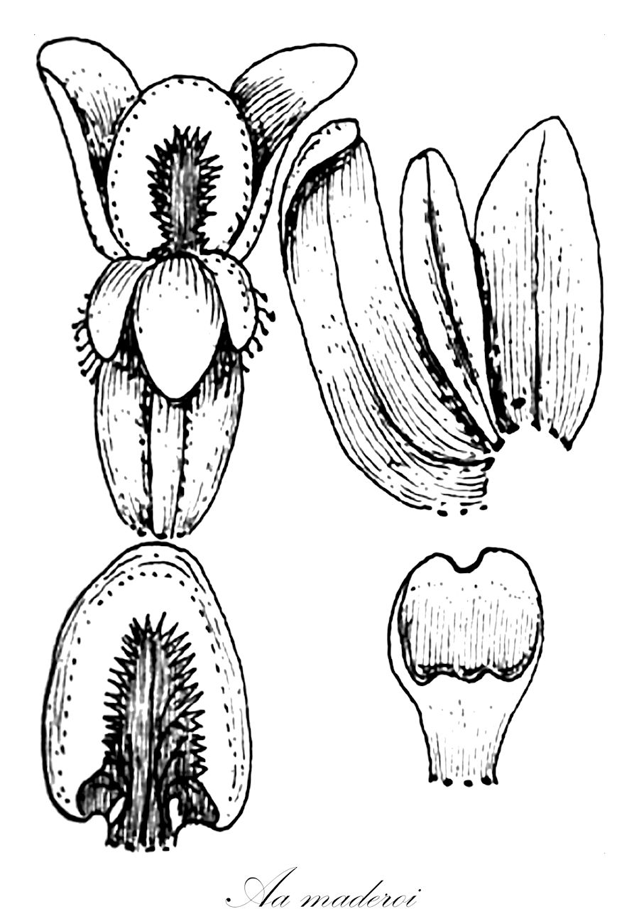Aa maderoi - Orchidaceae,Plantae,Pteridobiotina,Angiosperms,Asparagales,Orchidaceae,Aa,Aa maderoi,Aa hartwegii, Altensteinia fragosa