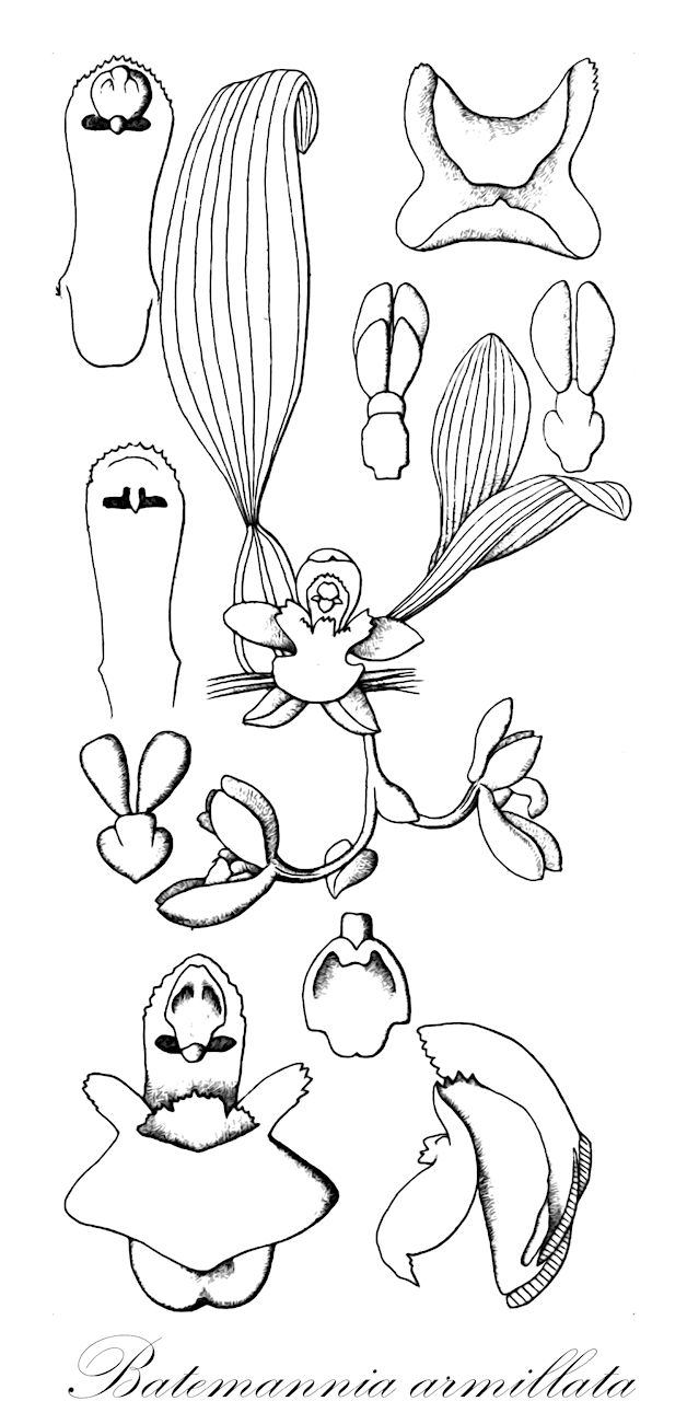 Batemannia armillata - Orchidaceae,Plantae,Pteridobiotina,Angiosperms,Asparagales,Orchidaceae,Batemannia,Batemannia armillata,Zygopetalum armillatum, Zygopetalum chloranthum
