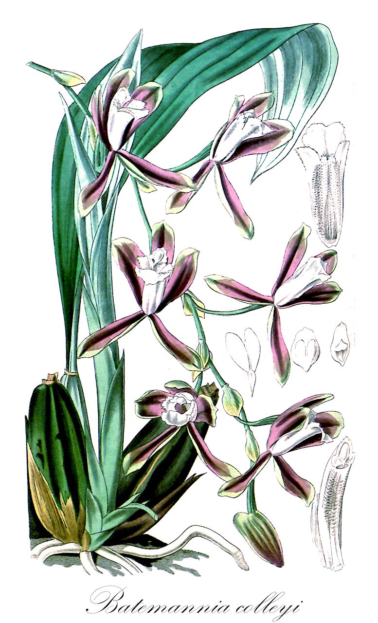 Batemannia colleyi - Orchidaceae,Plantae,Pteridobiotina,Angiosperms,Asparagales,Orchidaceae,Batemannia,Batemannia colleyi,Lycaste colleyi