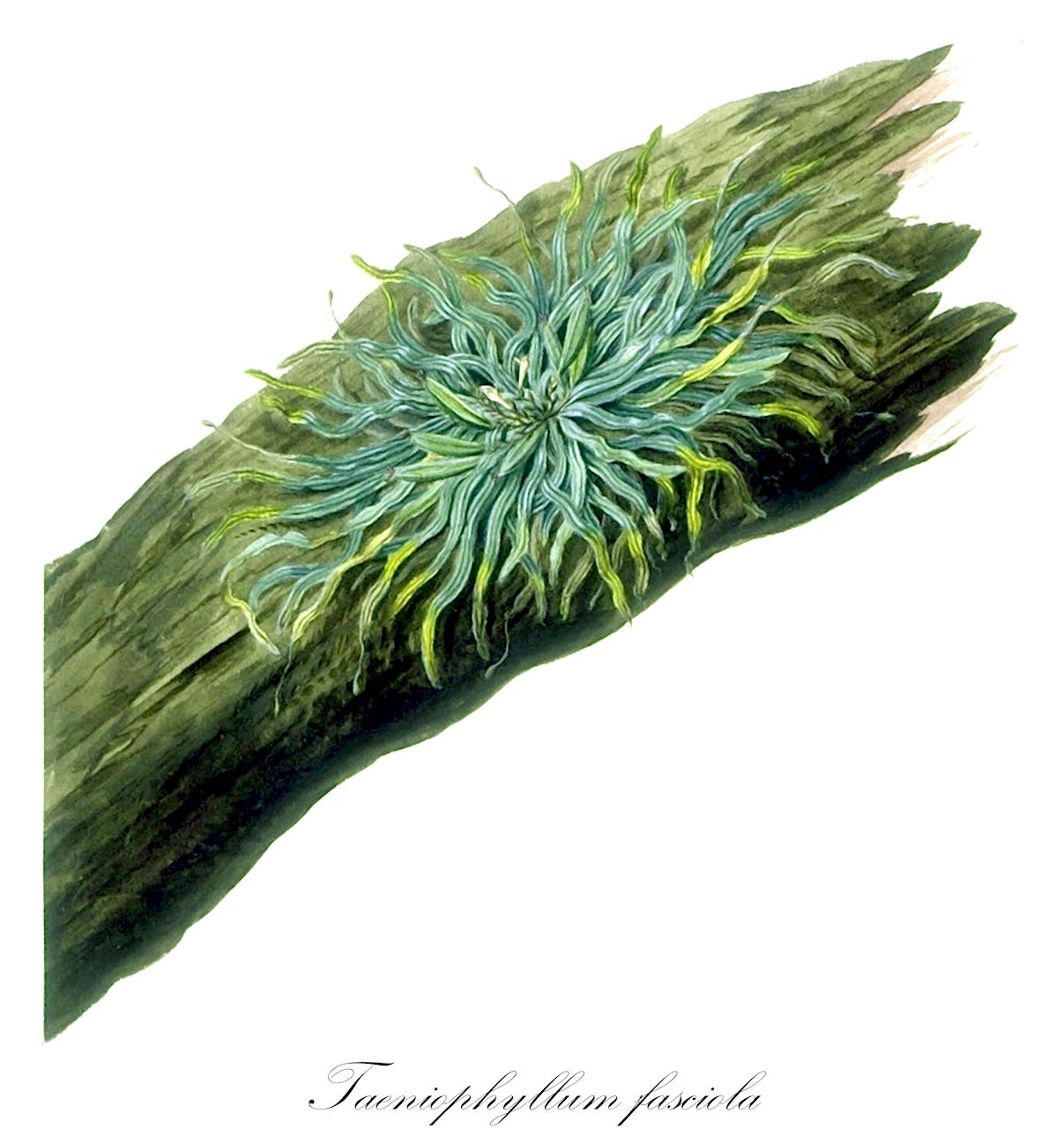 Taeniophyllum fasciola - Orchidaceae,Epidendrum fasciola, Limodoron fasciolum, Limodorum fasciola, Microtatorchis fasciola, Taeniophyllum asperulum, Taeniophyllum decipiens, Taeniophyllum fasciola, Taeniophyllum fasciola var. mutina, Taeniophyllum minutissimum, Taeniophyllum parhamiae, Taeniophyllum seemannii, Vanilla fasciola,Plantae,Pteridobiotina,Angiosperms,Asparagales,Orchidaceae,Taeniophyllum,Taeniophyllum fasciola