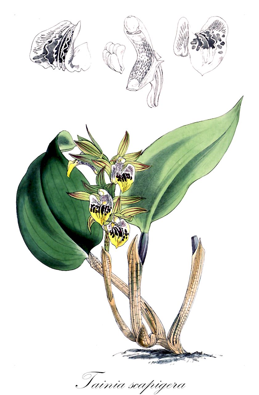 Tainia scapigera - Orchidaceae,Plantae,Pteridobiotina,Angiosperms,Asparagales,Orchidaceae,Tainia,Tainia scapigera,Mischobulbum scapigerum, Nephelaphyllum scapigerum