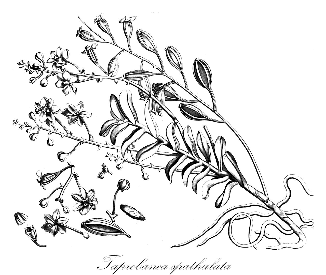 Taprobanea spathulata - Orchidaceae,Plantae,Pteridobiotina,Angiosperms,Asparagales,Orchidaceae,Taprobanea,Taprobanea spathulata,Aerides maculata, Aerides maculatum, Cymbidium spathulatum, Epidendrum spathulatum, Limodorum spathulatum, Vanda spathulata