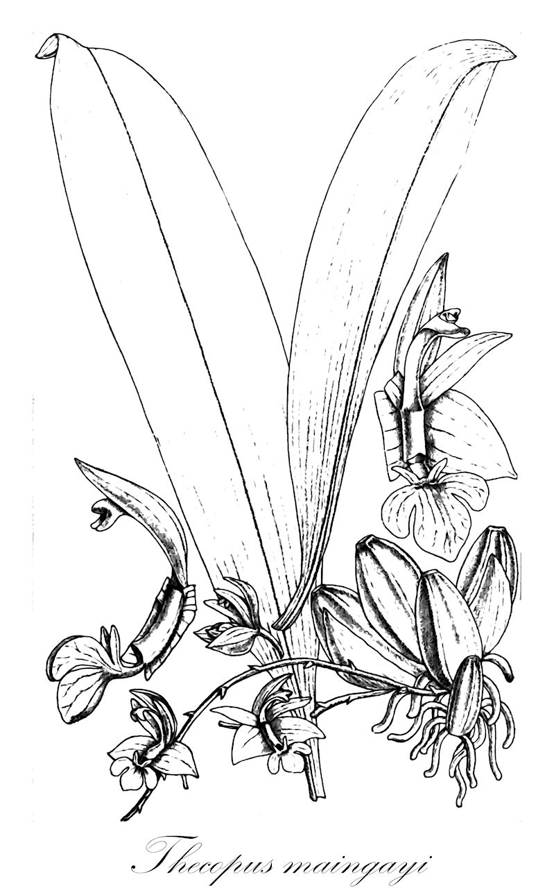 Thecopus maingayi - Orchidaceae,Plantae,Pteridobiotina,Angiosperms,Asparagales,Orchidaceae,Thecopus,Thecopus maingayi,Thecostele maingayi, Thecostele quinquefida