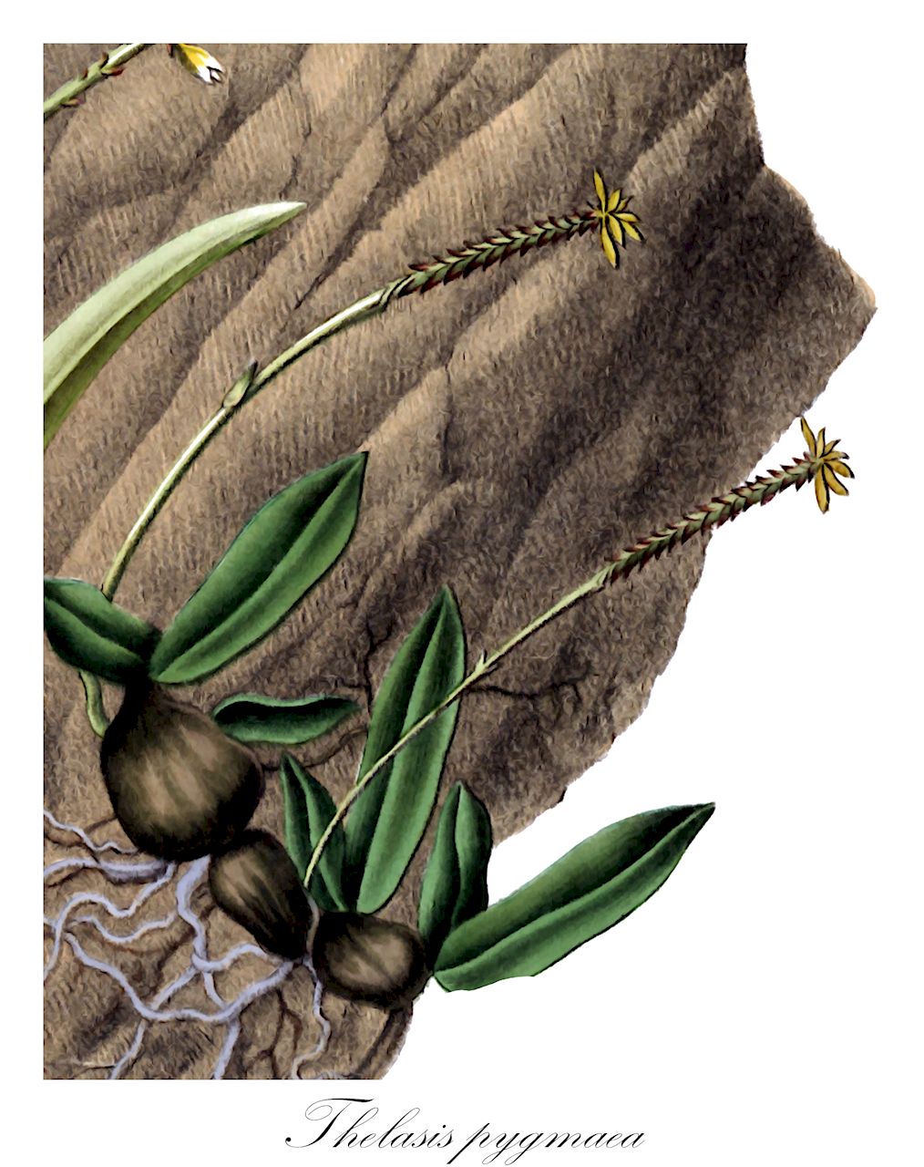 Thelasis pygmaea - Orchidaceae,Plantae,Pteridobiotina,Angiosperms,Asparagales,Orchidaceae,Thelasis,Thelasis pygmaea,Euproboscis pygmaea, Thelasis amboinensis, Thelasis clausa, Thelasis elongata, Thelasis elongata var. amboinensis, Thelasis elongata var. major, Thelasis hongkongensis, Thelasis pygmaea var. multiflora, Thelasis triandra, Thelasis triptera, Thelasis zollingeri