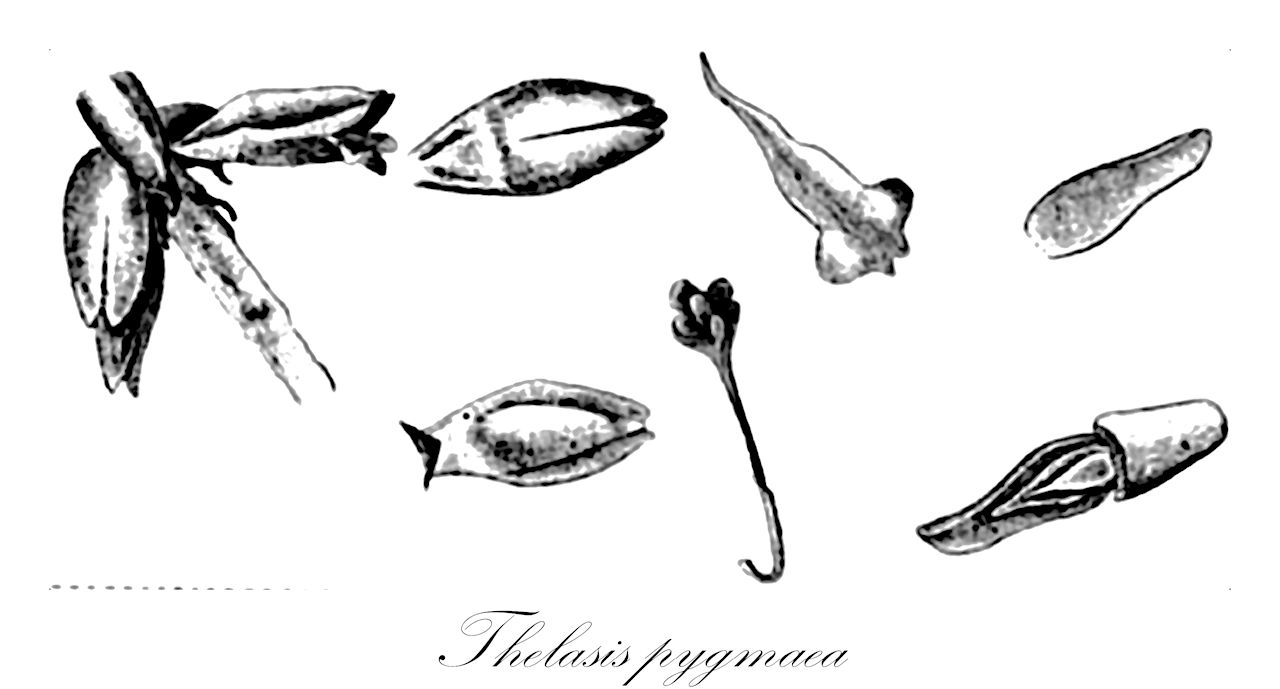 Thelasis pygmaea - Orchidaceae,Euproboscis pygmaea, Thelasis amboinensis, Thelasis clausa, Thelasis elongata, Thelasis elongata var. amboinensis, Thelasis elongata var. major, Thelasis hongkongensis, Thelasis pygmaea var. multiflora, Thelasis triandra, Thelasis triptera, Thelasis zollingeri,Plantae,Pteridobiotina,Angiosperms,Asparagales,Orchidaceae,Thelasis,Thelasis pygmaea