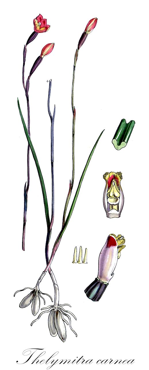 Thelymitra carnea - Orchidaceae,Plantae,Pteridobiotina,Angiosperms,Asparagales,Orchidaceae,Thelymitra,Thelymitra carnea,Macdonaldia carnea, Thelymitra carnea var. imberbis, Thelymitra imberbis
