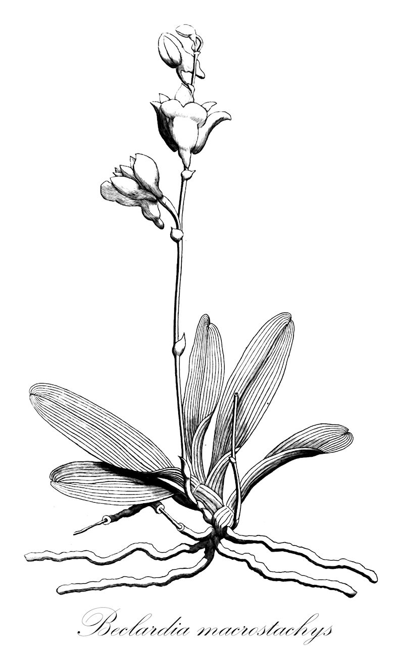Beclardia macrostachys - Orchidaceae,Plantae,Pteridobiotina,Angiosperms,Asparagales,Orchidaceae,Beclardia,Beclardia macrostachys,Aeranthes brachystachya, Aeranthes macrostachys, Aerides macrostachyon, Beclardia brachystachya, Beclardia erostris, Beclardia erostris, Epidendrum brachystachyum, Epidendrum macrostachys, Epidendrum macrostachyum, Epidorkis brachystachya, Epidorkis brachystepis, Epidorkis macrostachys, Epidorkis macrostepis, Oeonia brachystachya, Oeonia erostris, Oeonia erostris var. egena, Oeonia erostris var. robusta, Oeonia macrostachys, Rhaphidorhynchus macrostachys, Rhaphidorhynchus macrostachys var. brachystachyos, Rhaphidorhynchus macrostachys var. brachystachyus
